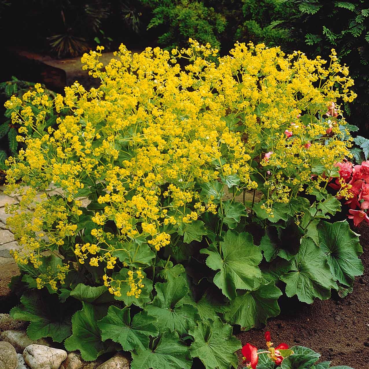 Collection de plantes vivaces pour jardin coloré - Image 3