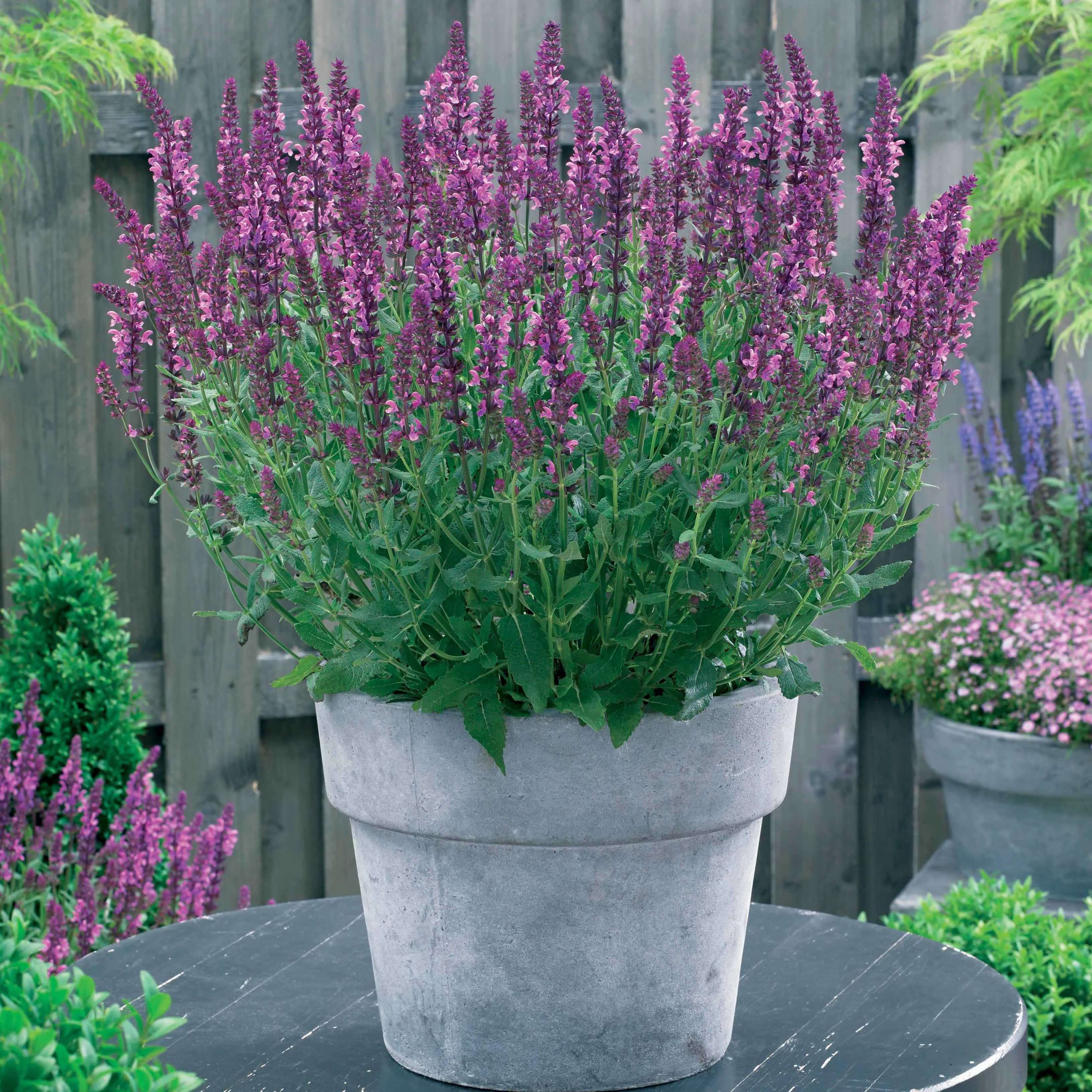 Collection de plantes vivaces pour jardin coloré - Image 4