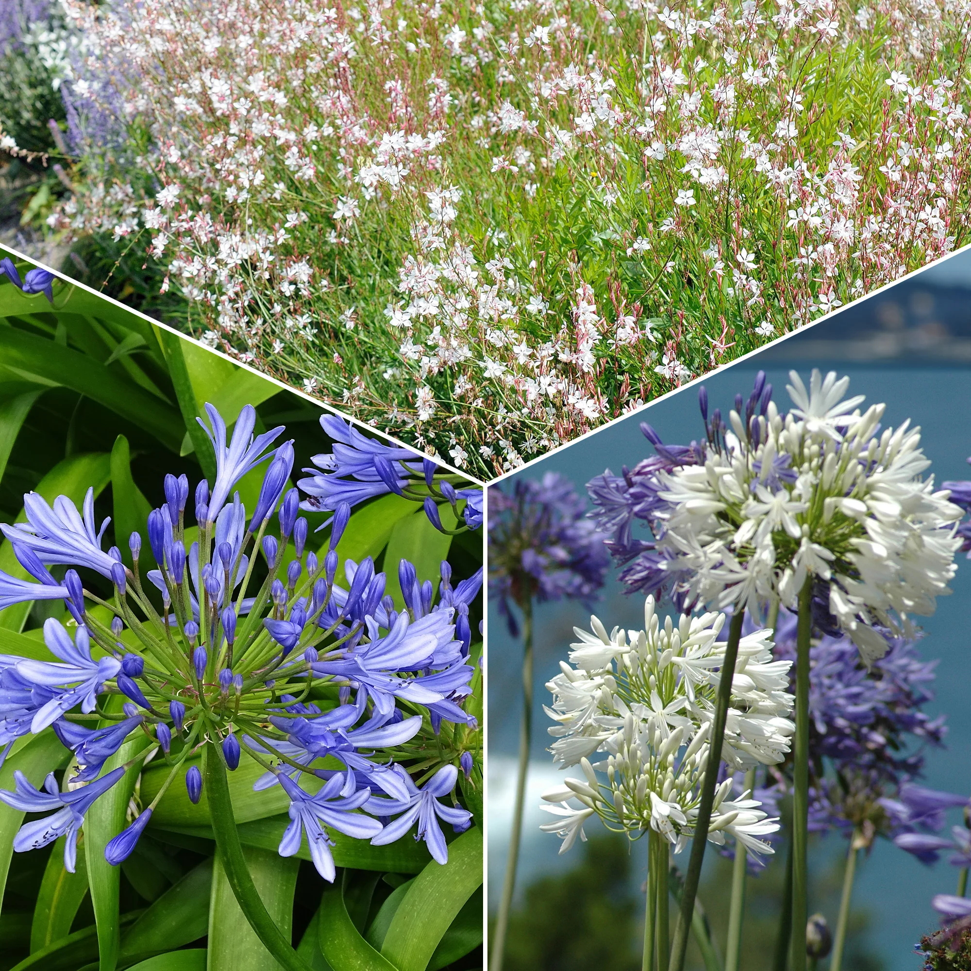 Collection de 7 plantes vivaces pour jardins et pots