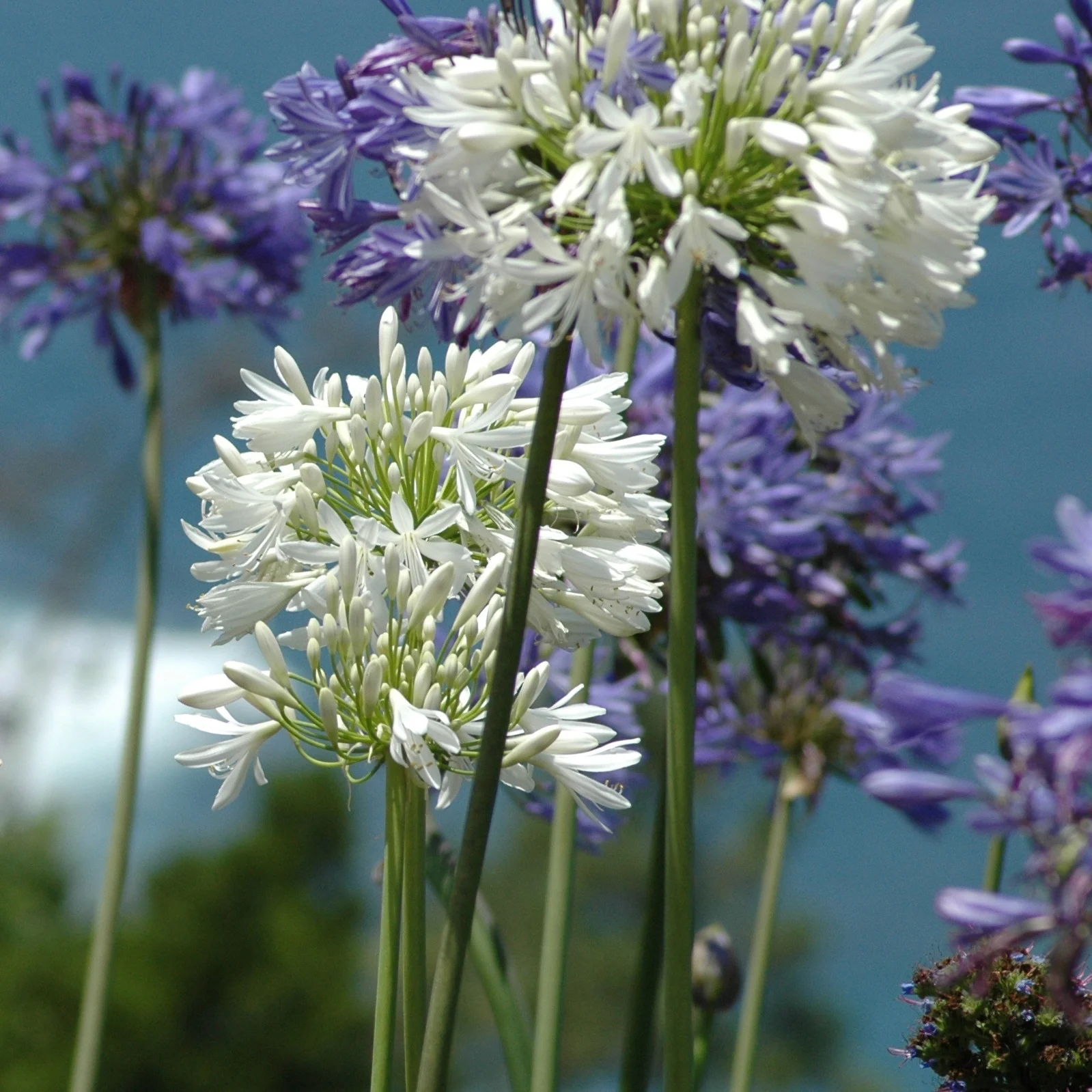 Collection de 7 plantes vivaces pour jardins et pots - Image 3