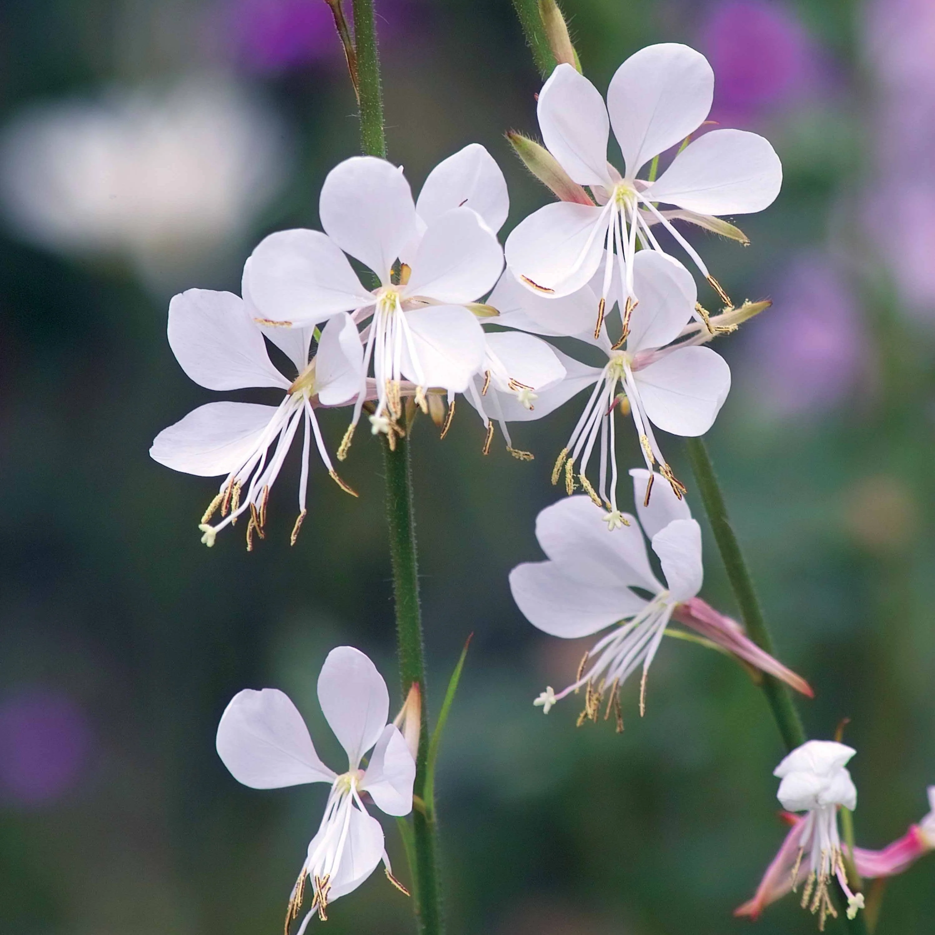Collection de 7 plantes vivaces pour jardins et pots - Image 4