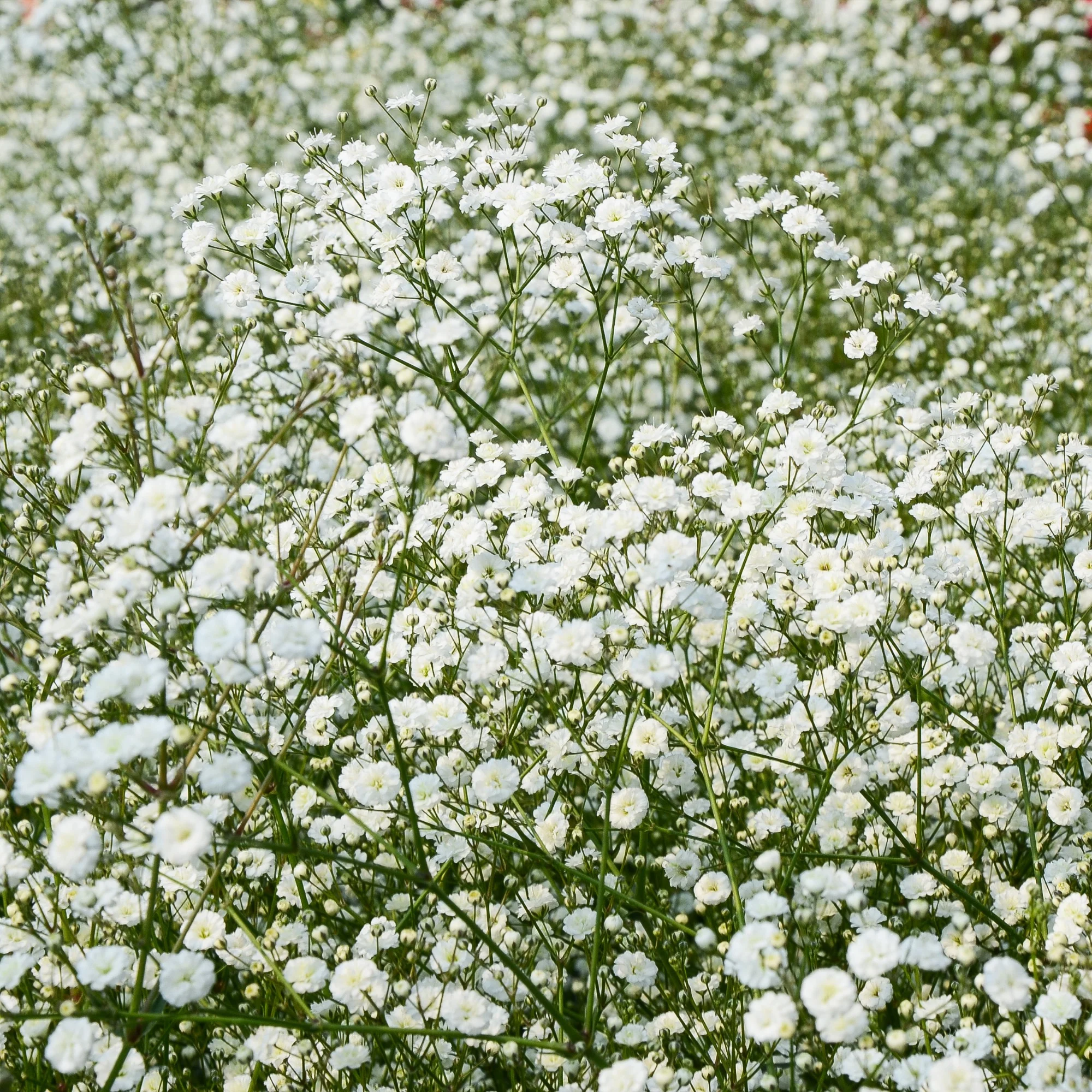 Collection de 11 plantes vivaces pour massifs champêtres - Image 7