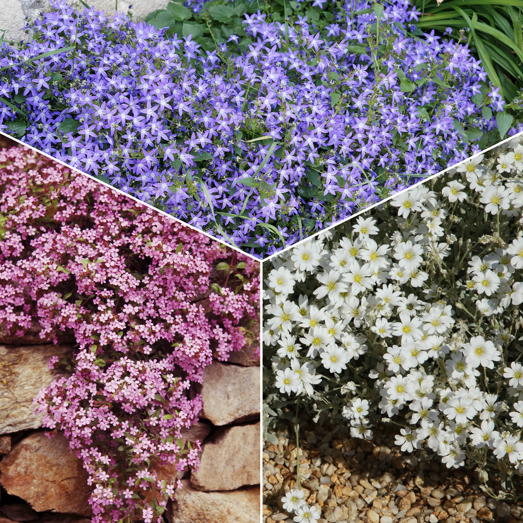 Collection de 13 plantes vivaces rampantes et tapissantes