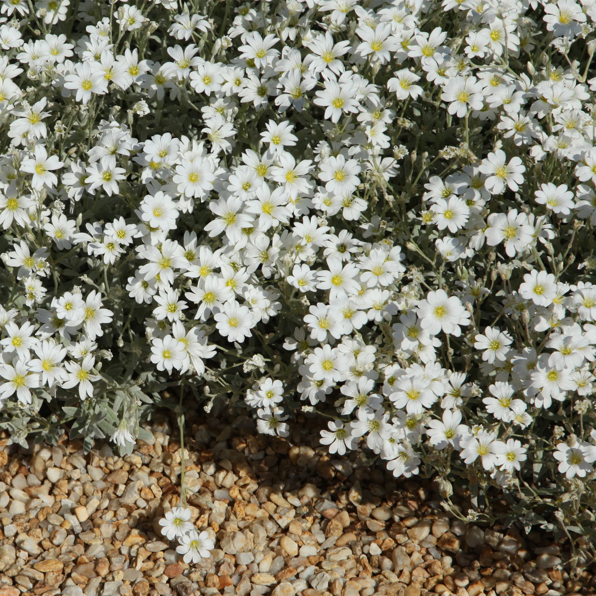 Collection de 13 plantes vivaces rampantes et tapissantes - Image 3
