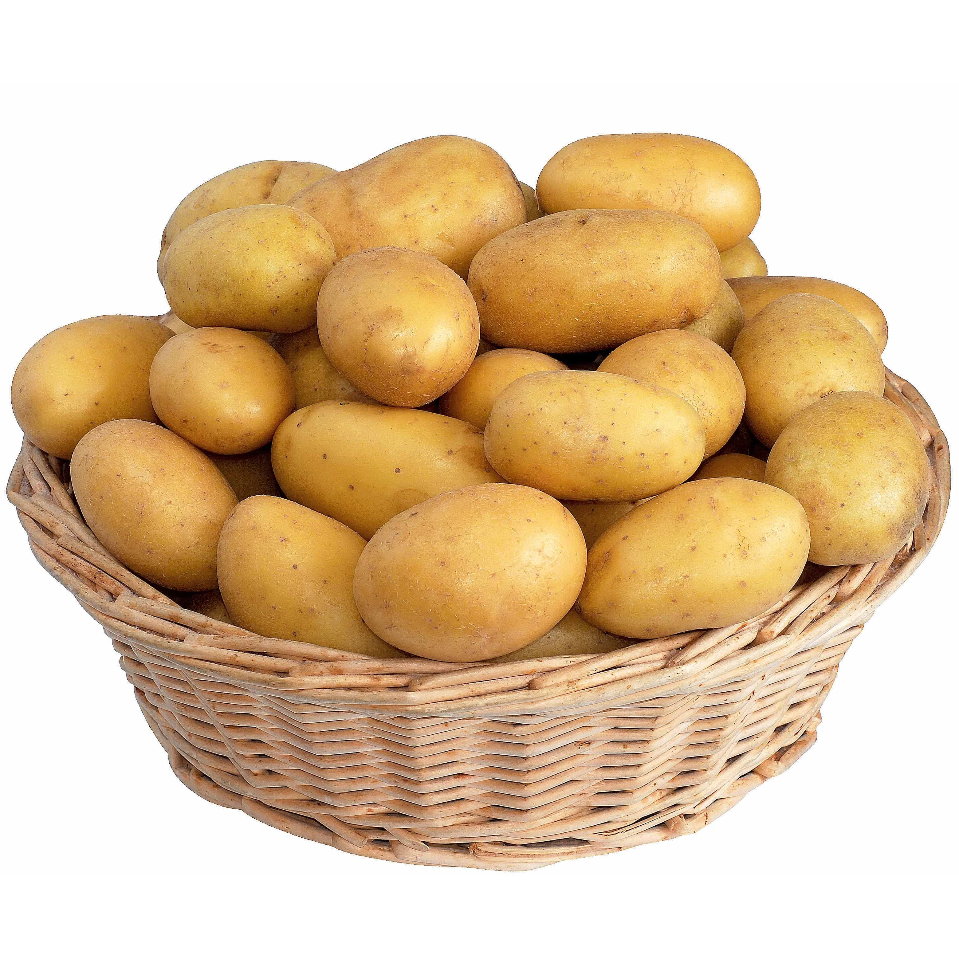 Collection de 80 pommes de terre : Amandine, Jeannette, Blanche
