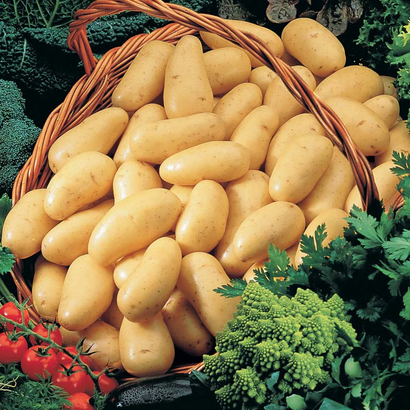 Collection de 80 pommes de terre : Amandine, Jeannette, Blanche - Image 2