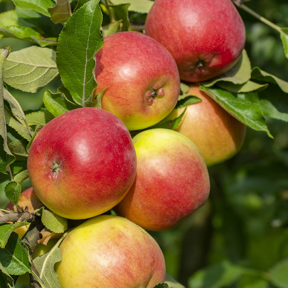 Collection de Pommiers : Reine de reinettes, Cox's, Golden Delicious - Image 2