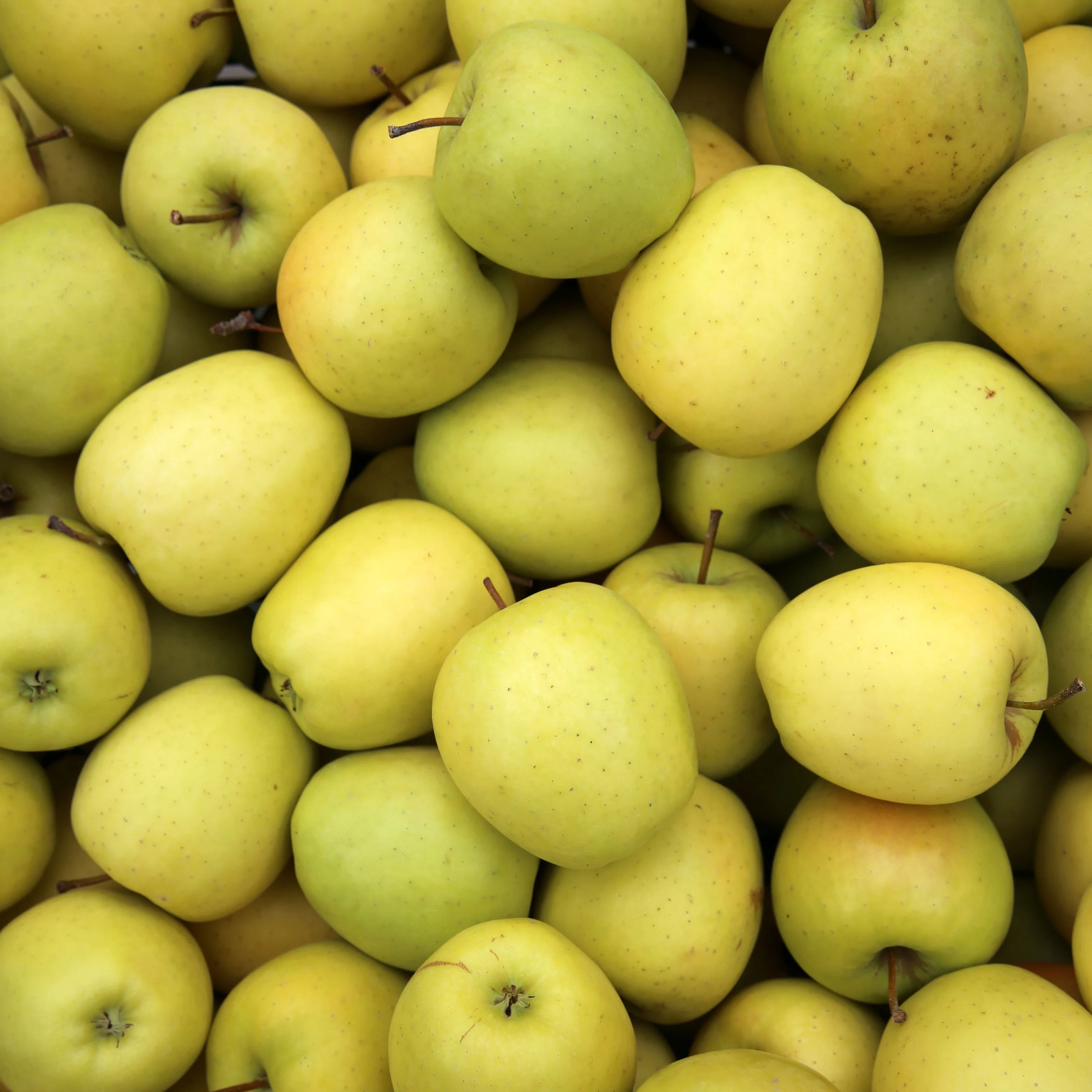 Collection de Pommiers : Reine de reinettes, Cox's, Golden Delicious - Image 3