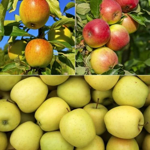 Collection de Pommiers : Reine de reinettes, Gala, Golden Delicious