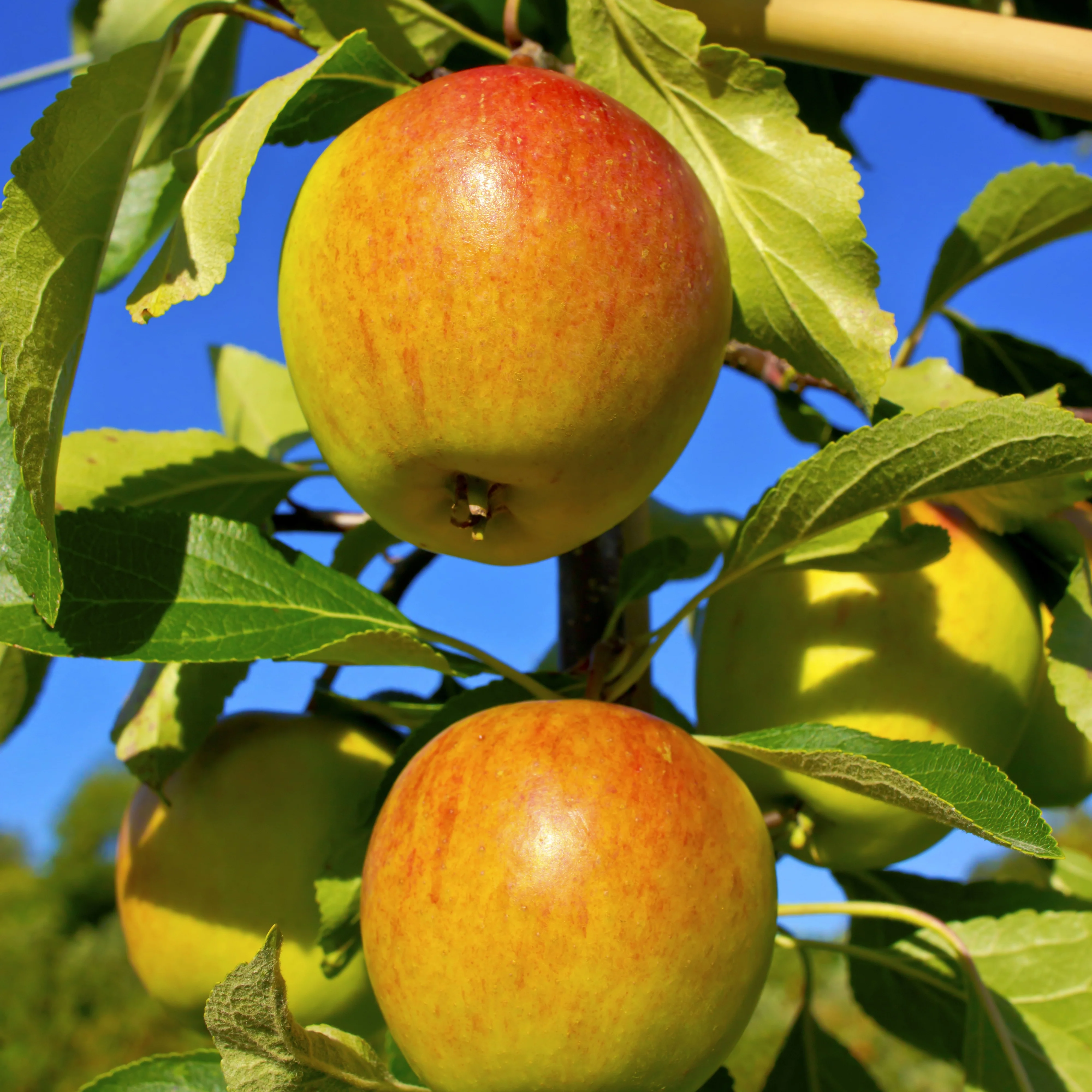Collection de Pommiers : Reine de reinettes, Gala, Golden Delicious - Image 4