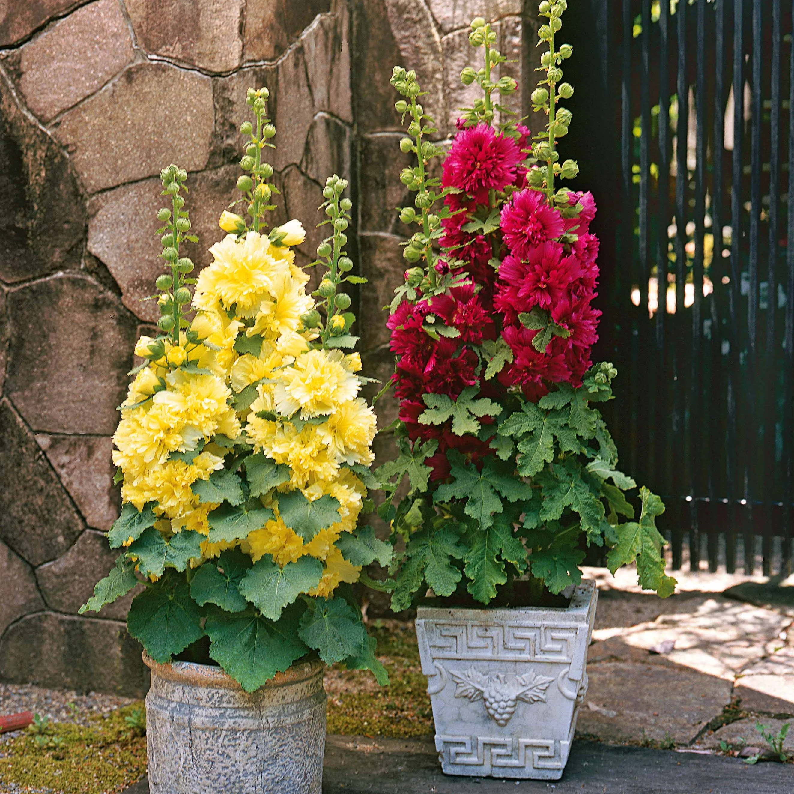 Collection de 3 Roses trémières naines - Image 2