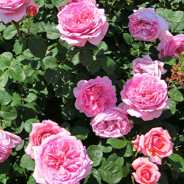 Collection de 2 Rosiers : Anglais Her's Ausgreen et Ausgreen's winne - Image 2