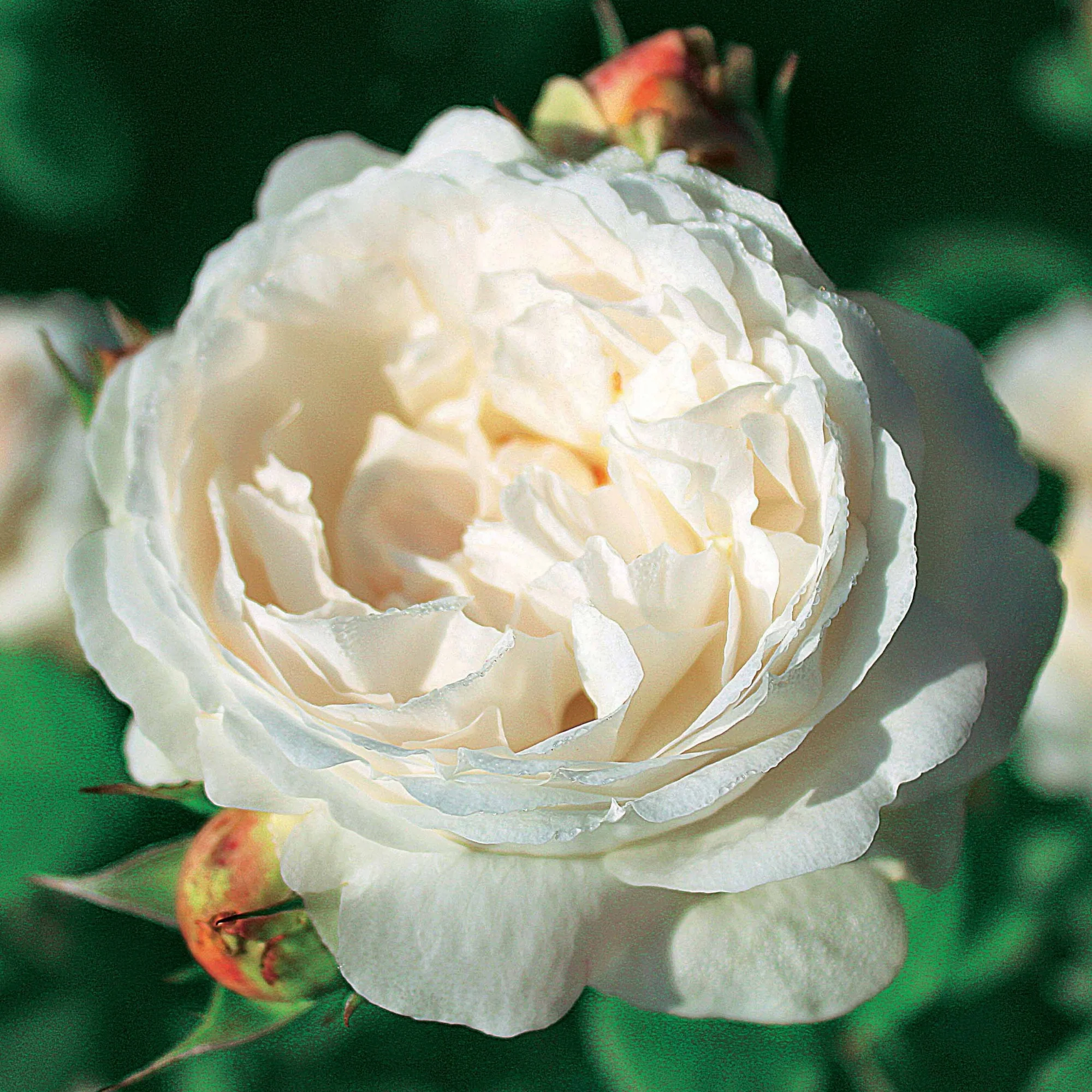 Collection de 2 Rosiers : Anglais Her's Ausgreen et Ausgreen's winne - Image 3