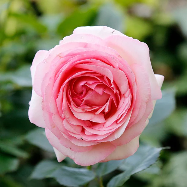 Collection de 2 Rosiers : Anglais Her's Ausgreen et Ausgreen's winne - Image 4