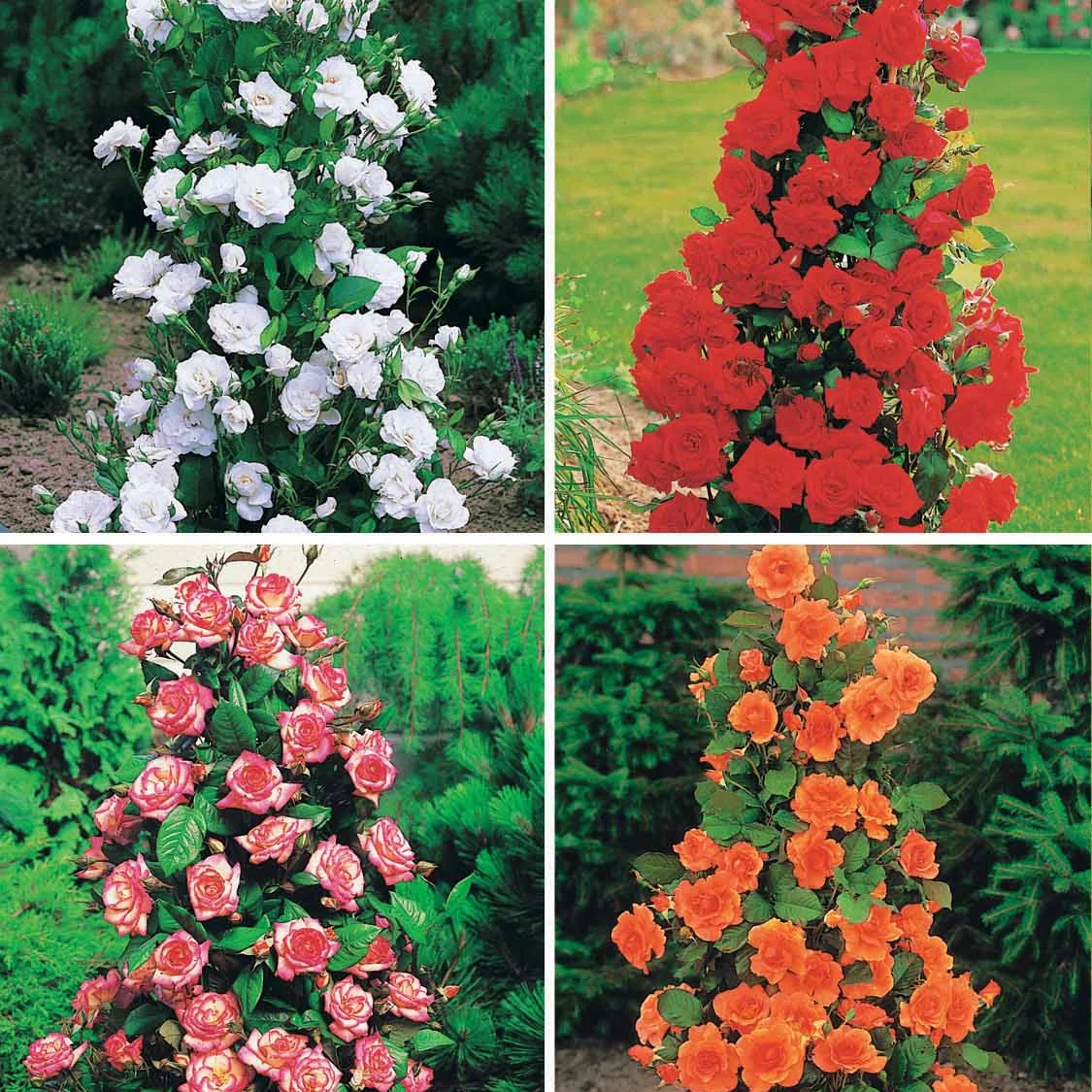 Collection de 4 Rosiers arbustes : Shalom, Korbin, Westerland, Handel