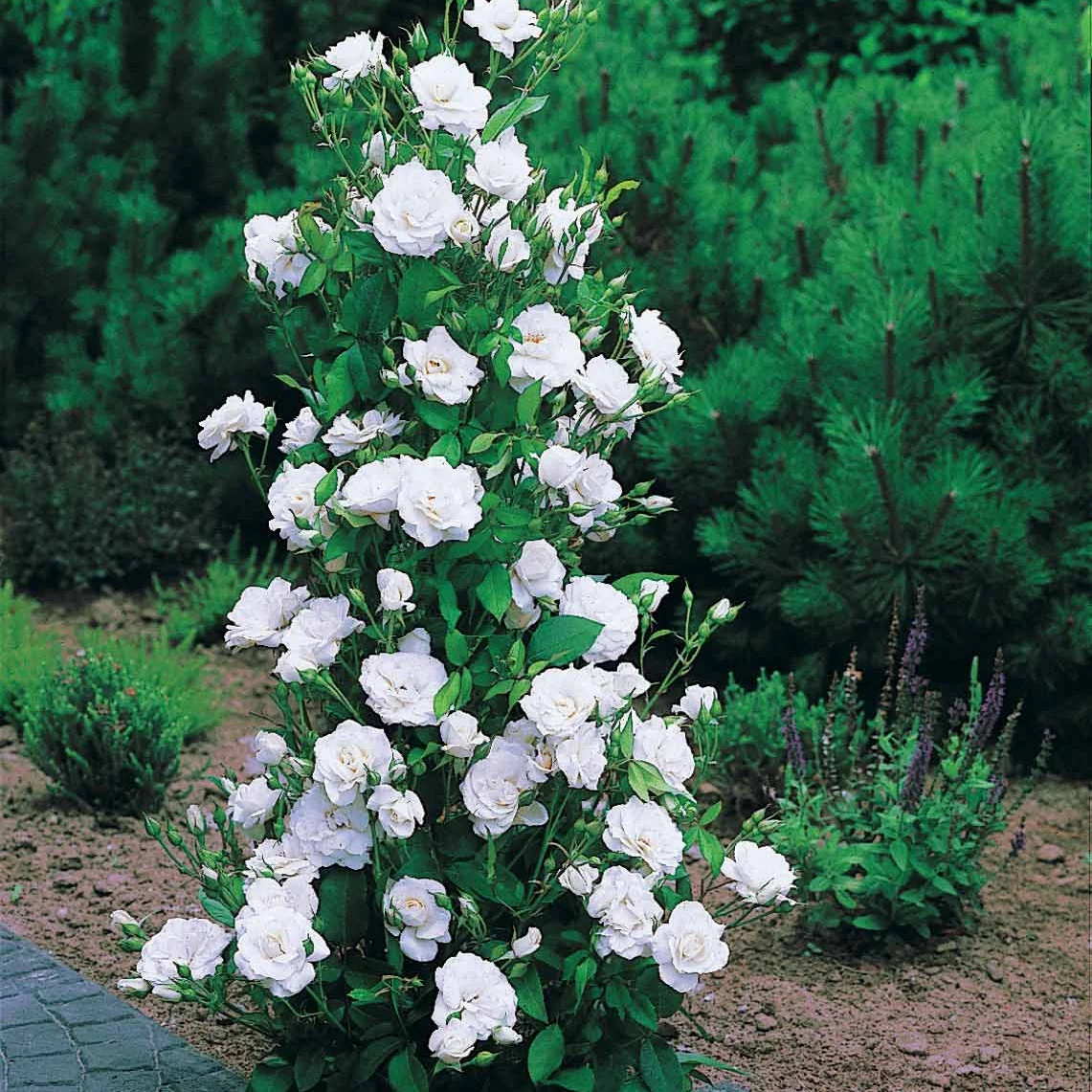Collection de 4 Rosiers arbustes : Shalom, Korbin, Westerland, Handel - Image 4