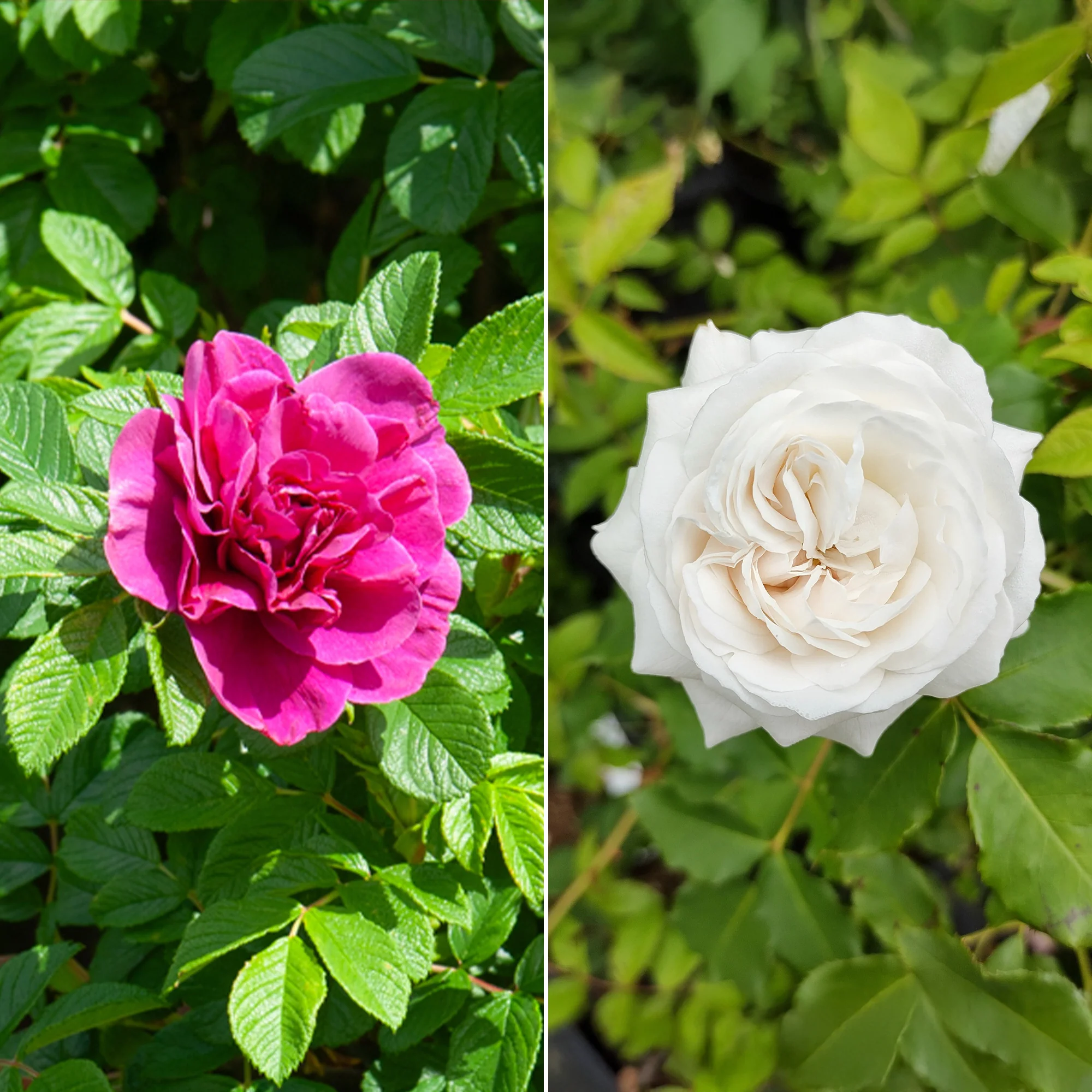 Collection de 2 Rosiers botaniques