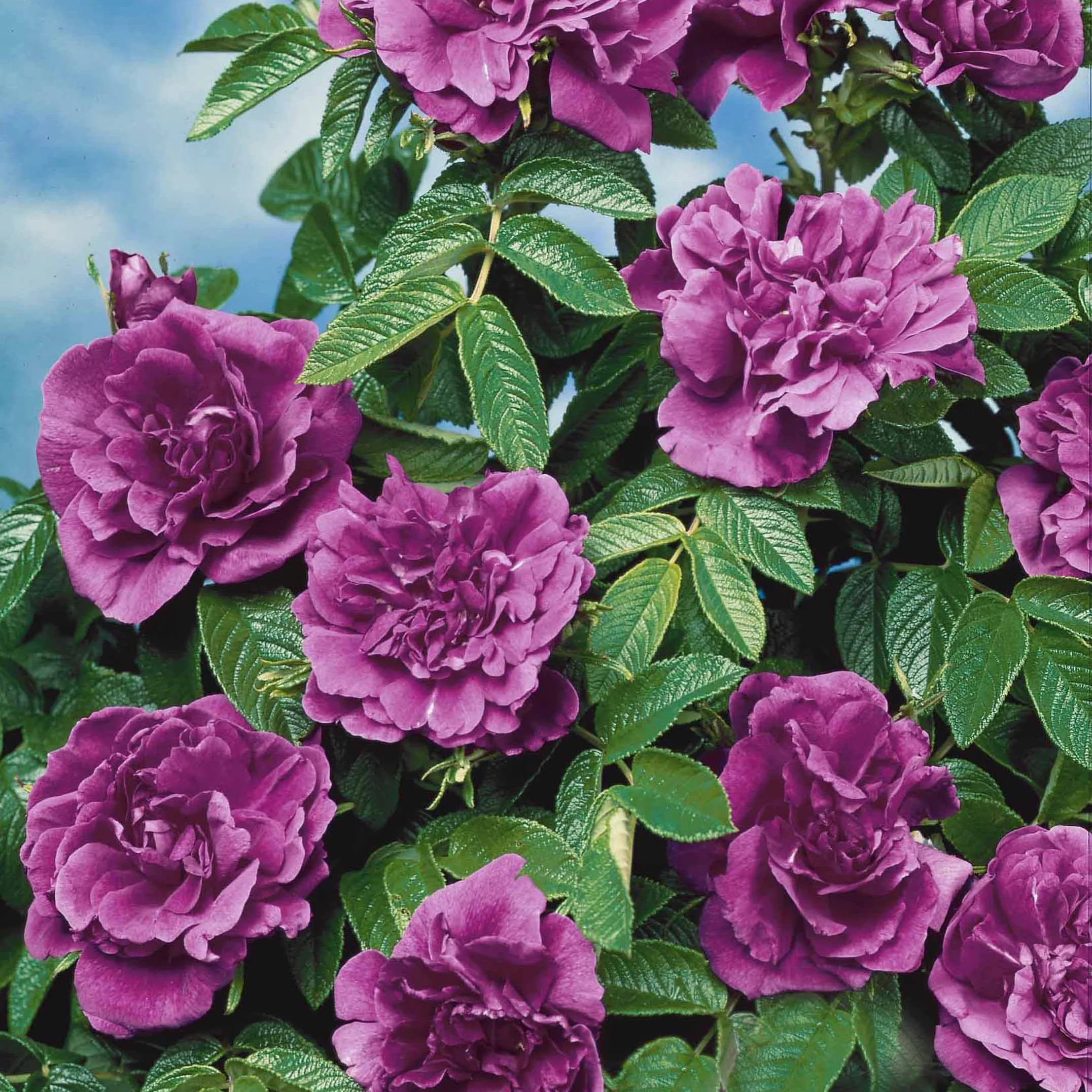 Collection de 2 Rosiers botaniques - Image 4