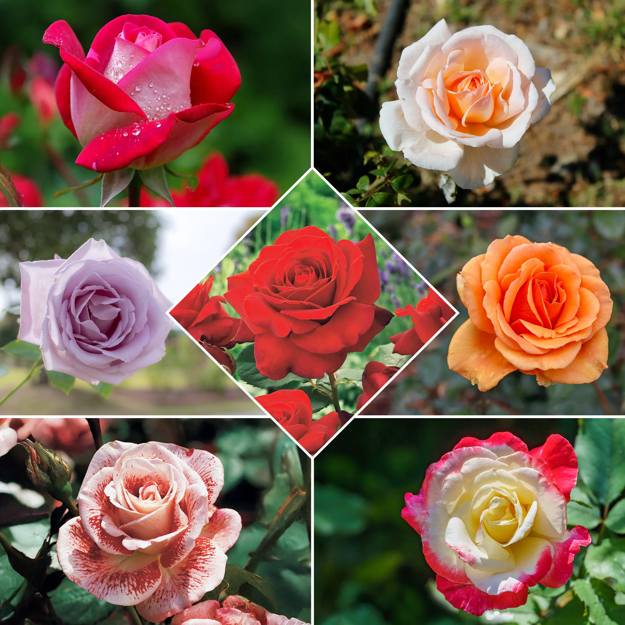 Collection de 7 Rosiers buissons