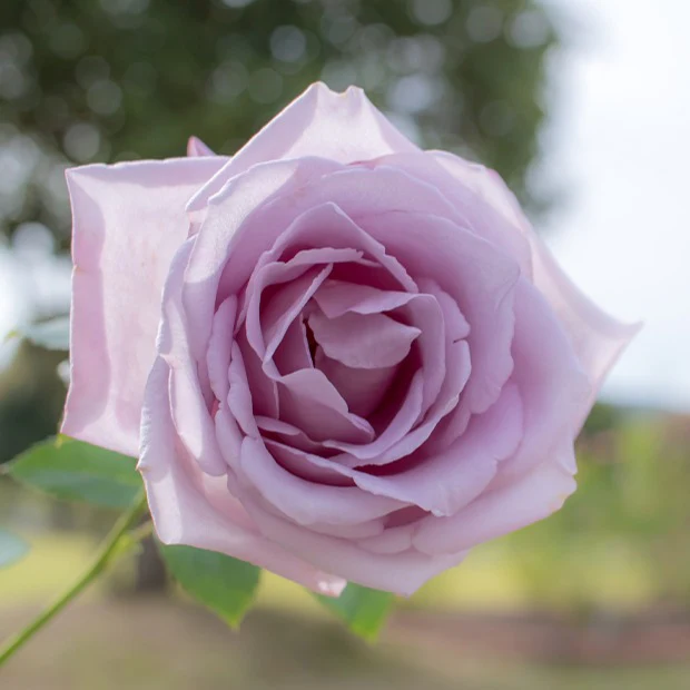 Collection de 7 Rosiers buissons - Image 5