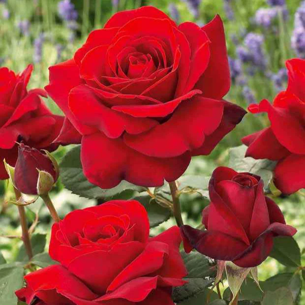 Collection de 7 Rosiers buissons - Image 6