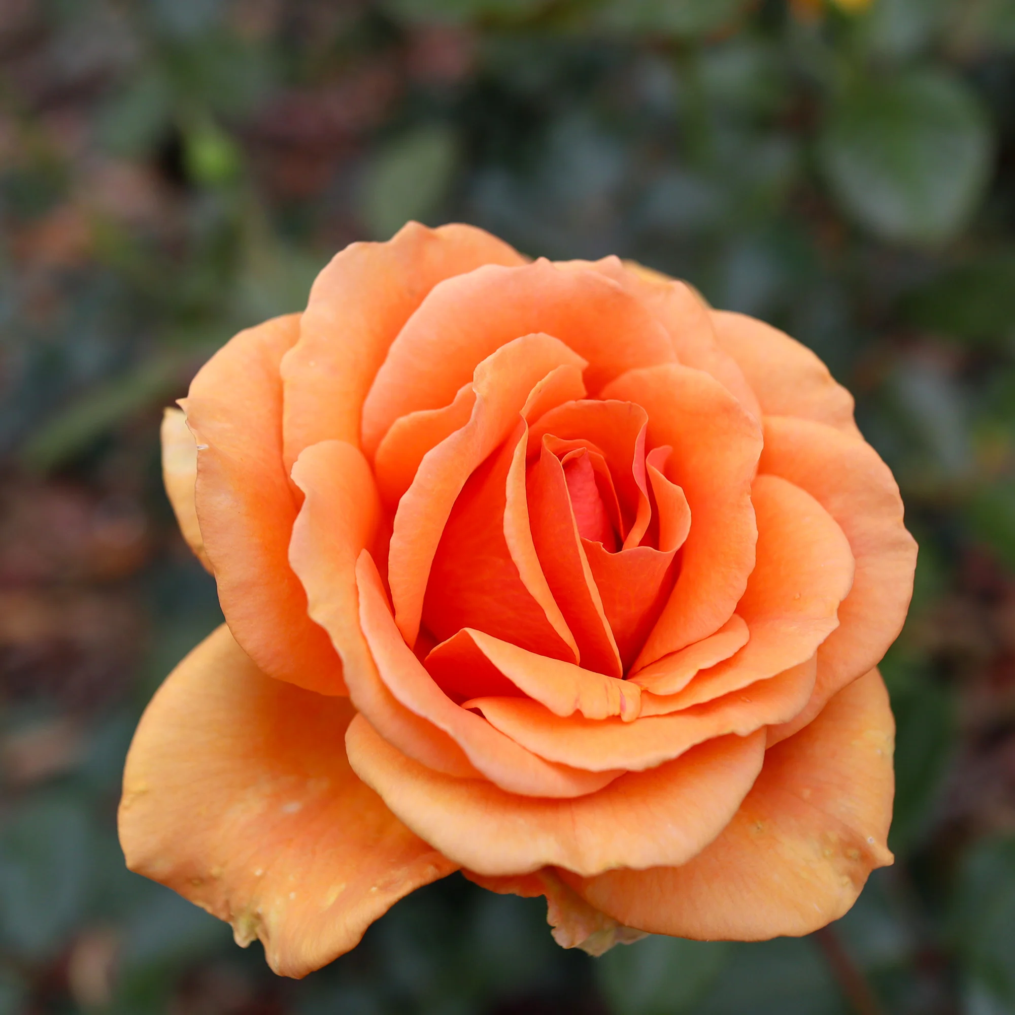 Collection de 7 Rosiers buissons - Image 7