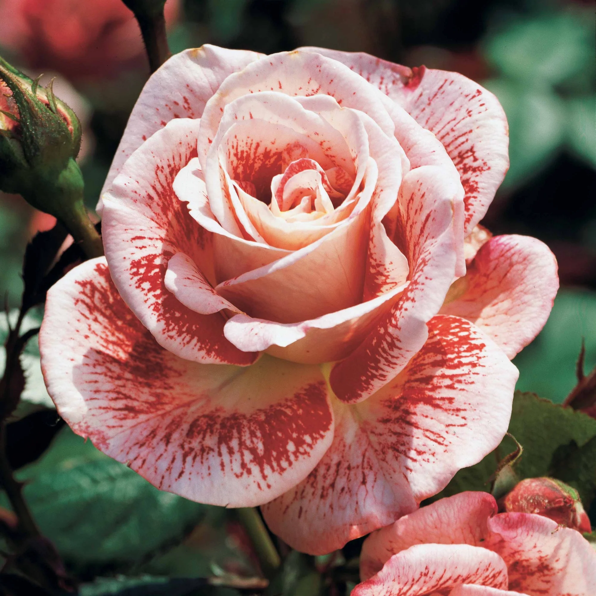 Collection de 7 Rosiers buissons - Image 8