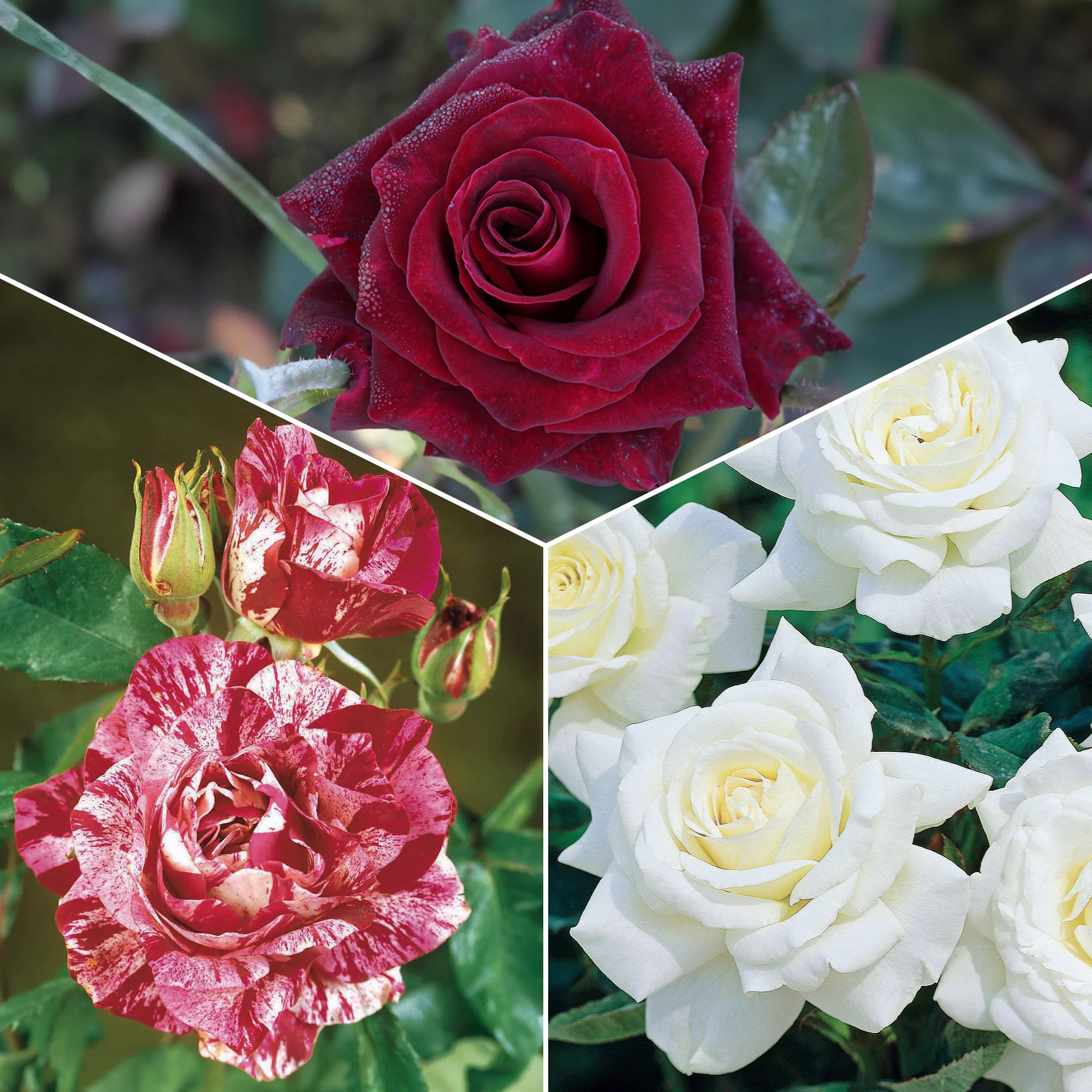 Collection de 3 Rosiers buissons : Black Baccara, Candy stripe, Helga