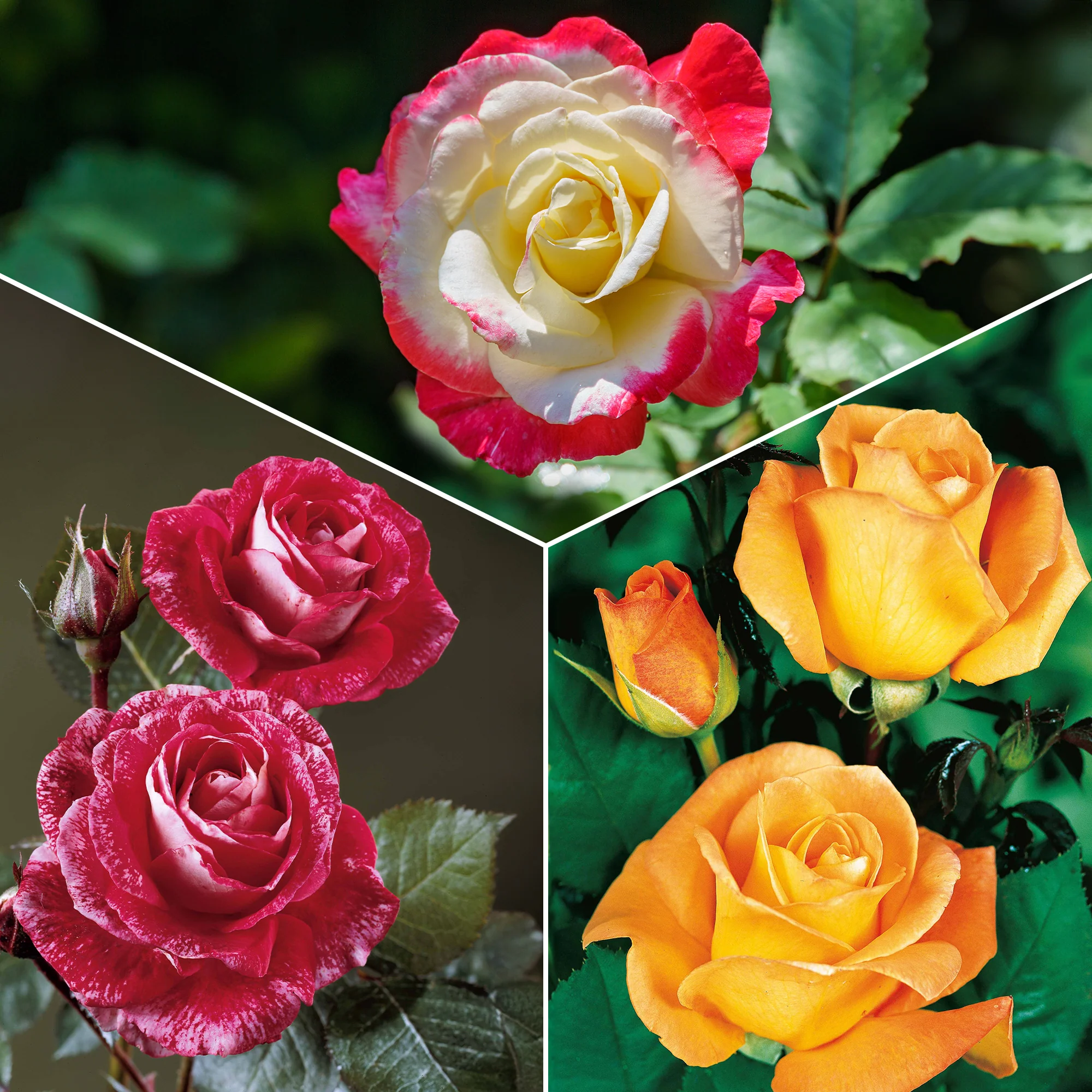 Collection de 3 Rosiers buissons : Famosa, Whisky, Double Delight
