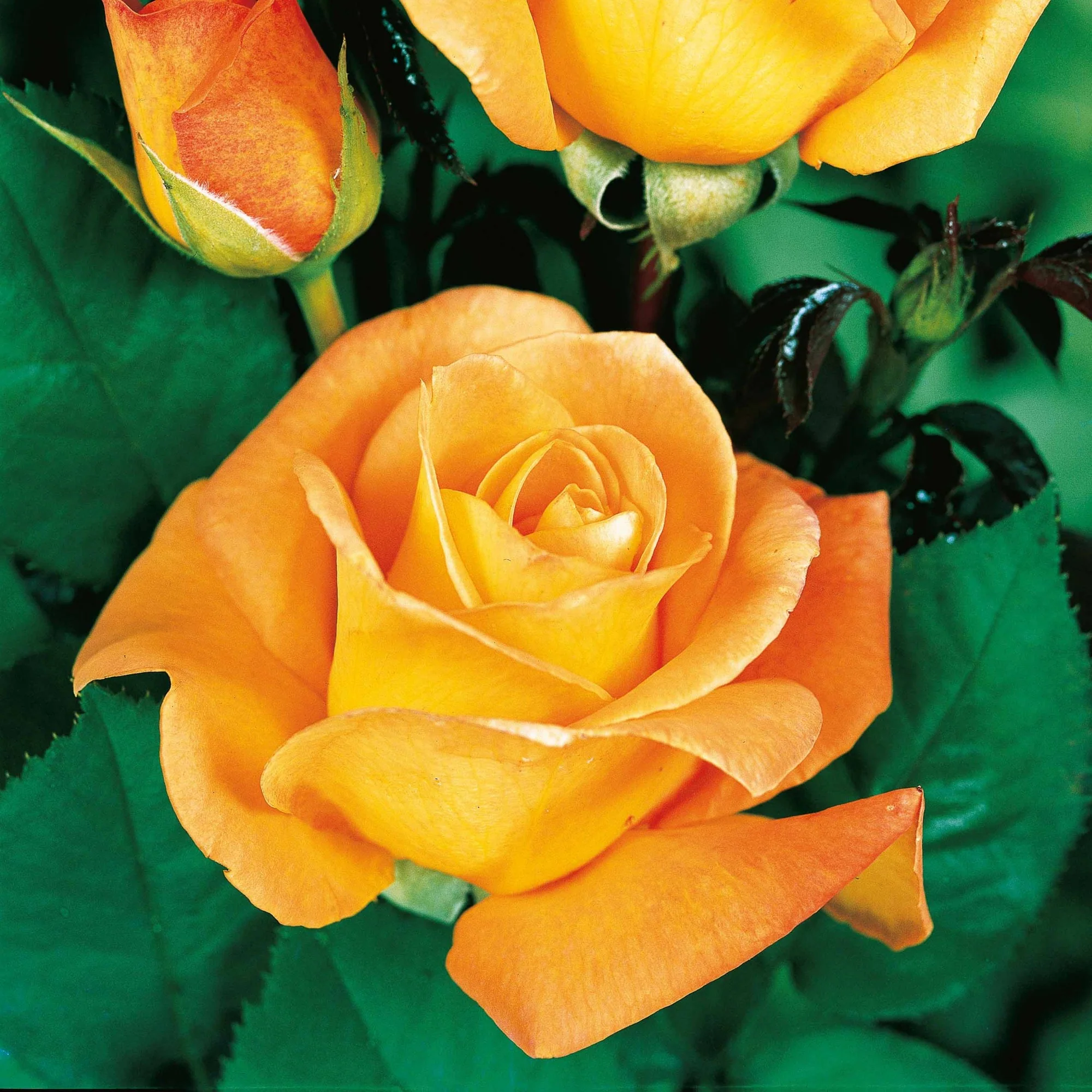 Collection de 3 Rosiers buissons : Famosa, Whisky, Double Delight - Image 3