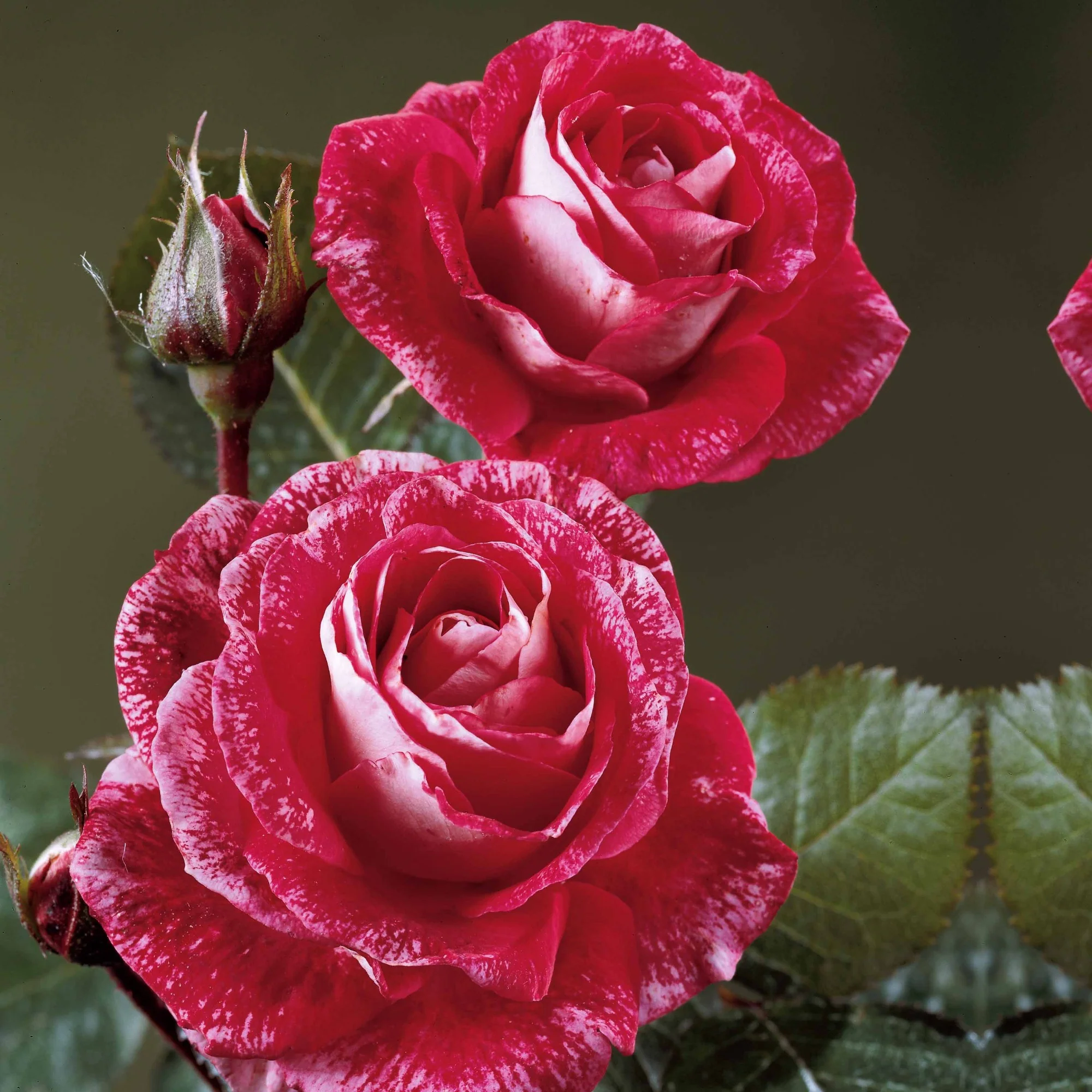Collection de 3 Rosiers buissons : Famosa, Whisky, Double Delight - Image 4