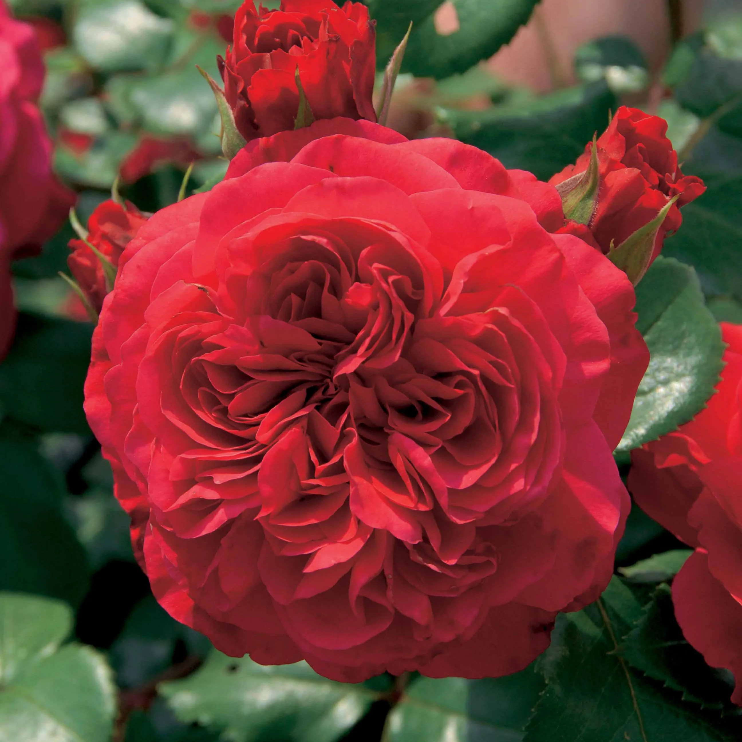 Collection de 2 Rosiers floribunda : Red Leonardo Da Vinci et Leonardo Da Vinci - Image 2