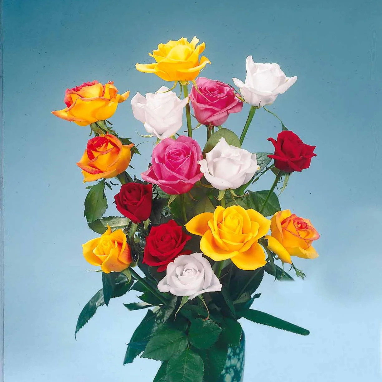 Collection de 5 Rosiers pour bouquets