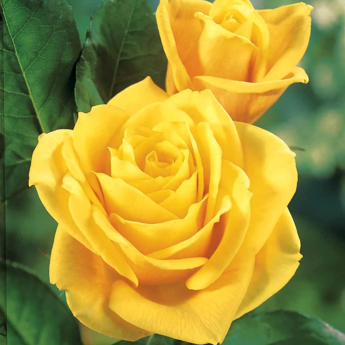 Collection de 5 Rosiers pour bouquets - Image 2