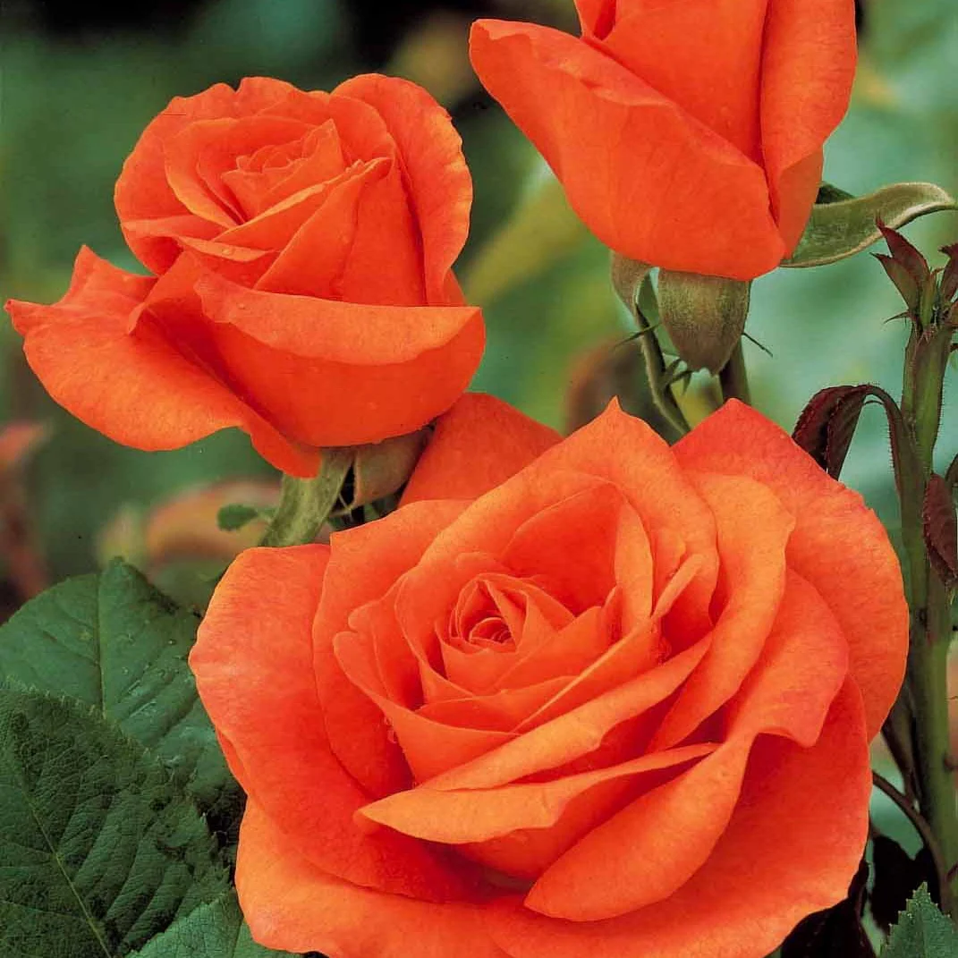 Collection de 5 Rosiers pour bouquets - Image 5
