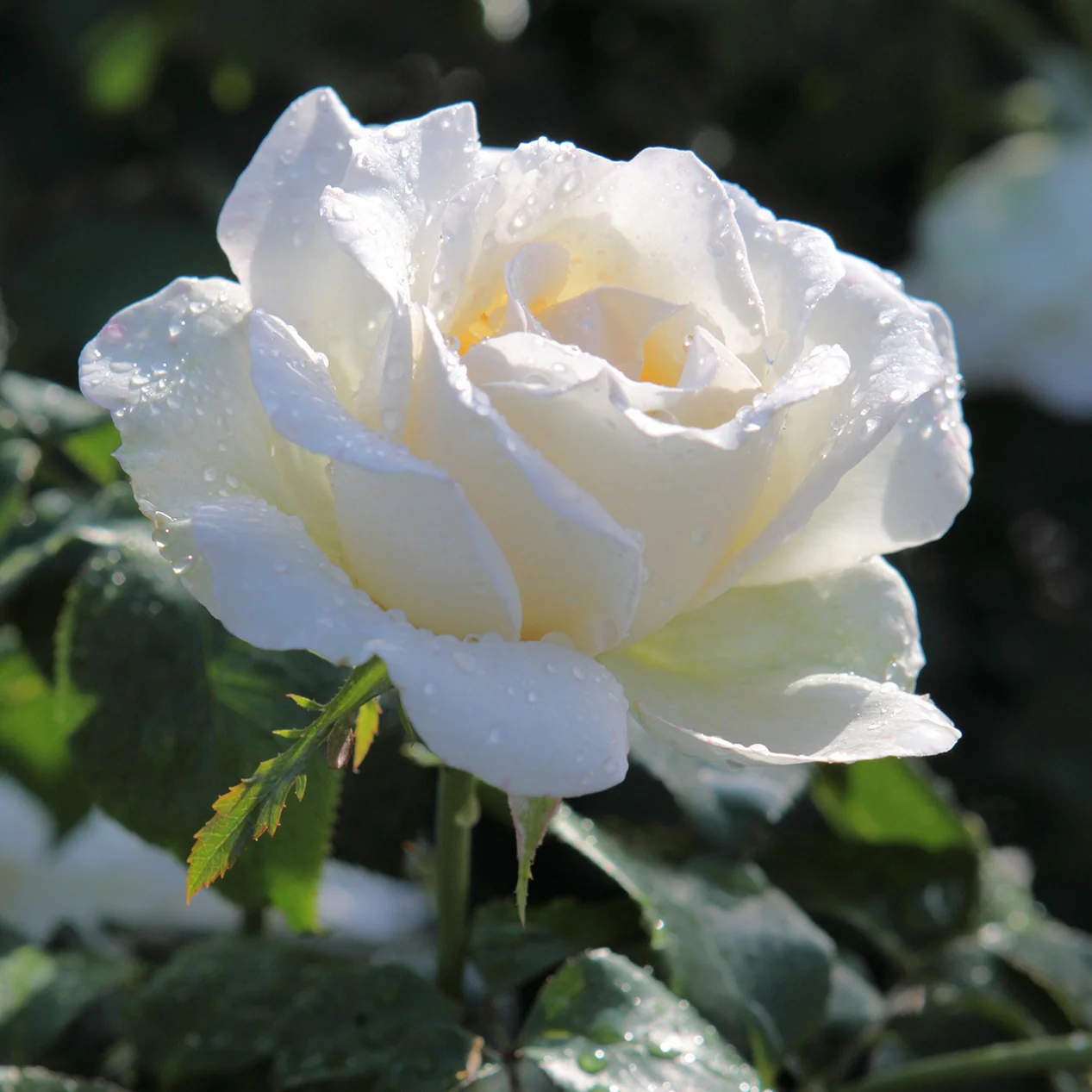 Collection de 5 Rosiers pour bouquets - Image 6
