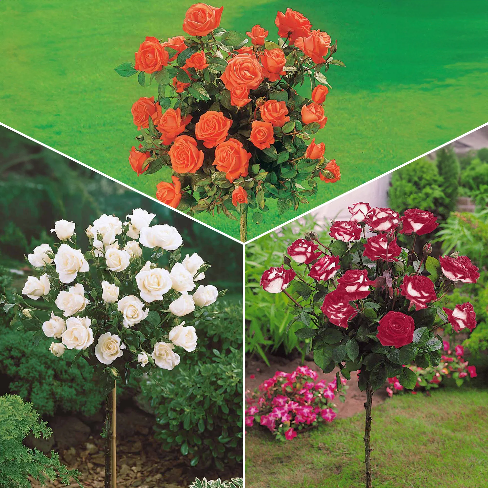 Collection de 3 Rosiers tiges : Ramona, Korbin, Osiria