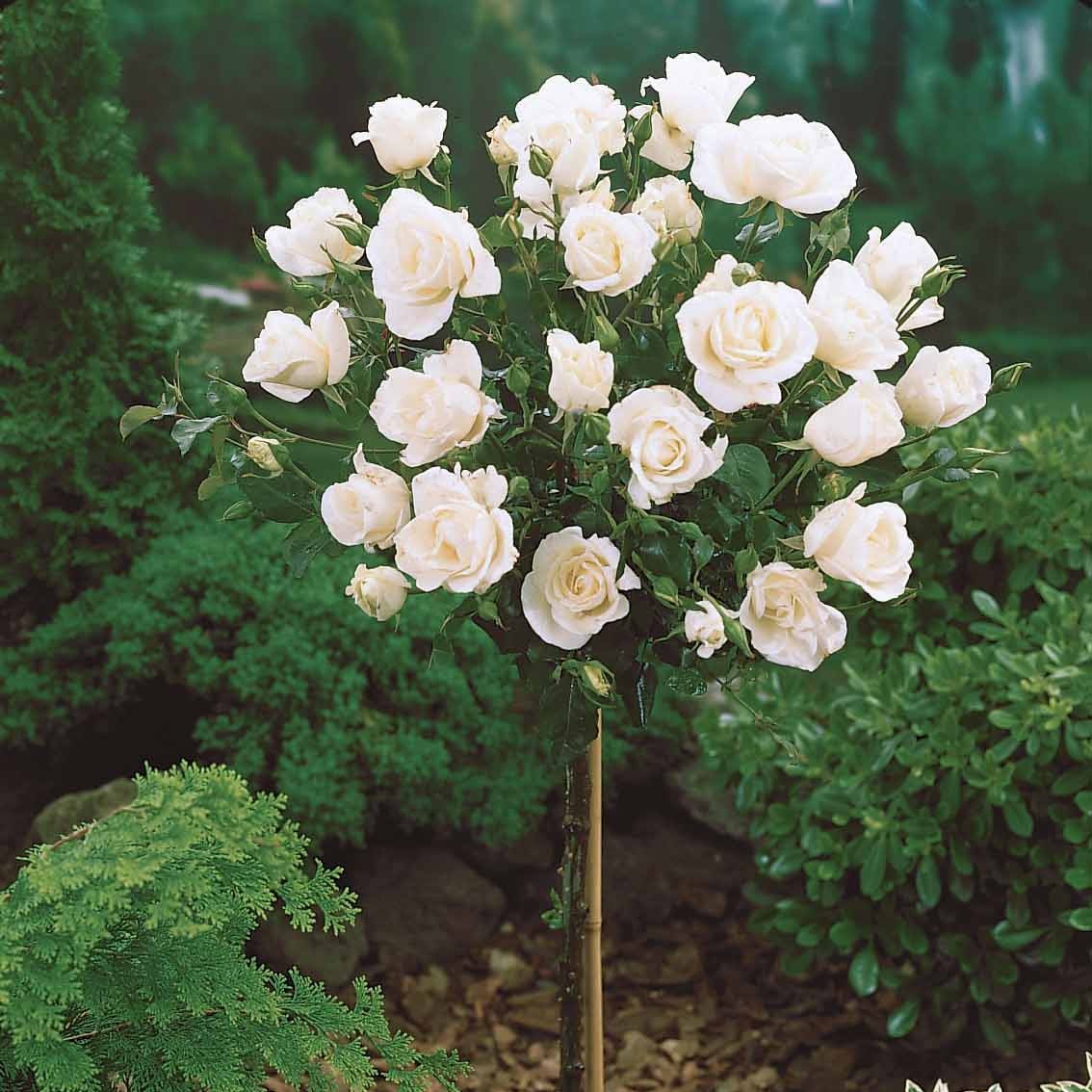 Collection de 3 Rosiers tiges : Ramona, Korbin, Osiria - Image 4