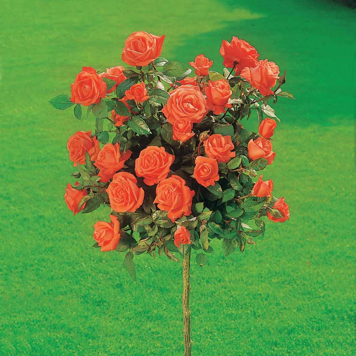 Collection de 3 Rosiers tiges : Ramona, Korbin, Osiria - Image 5