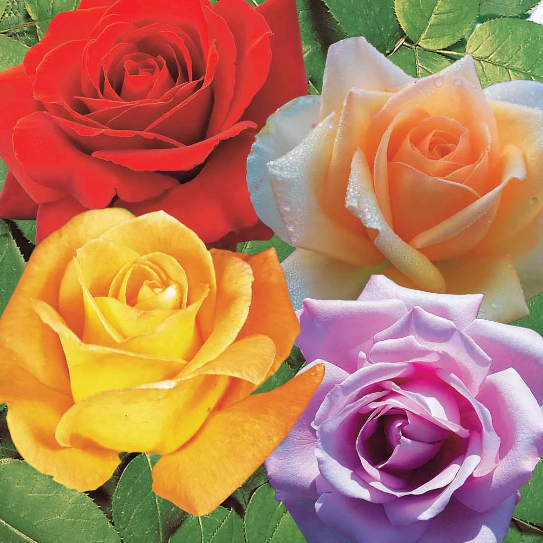 Collection de 4 Rosiers : Whisky, Malaga, Lune Bleue, Magie Parfum