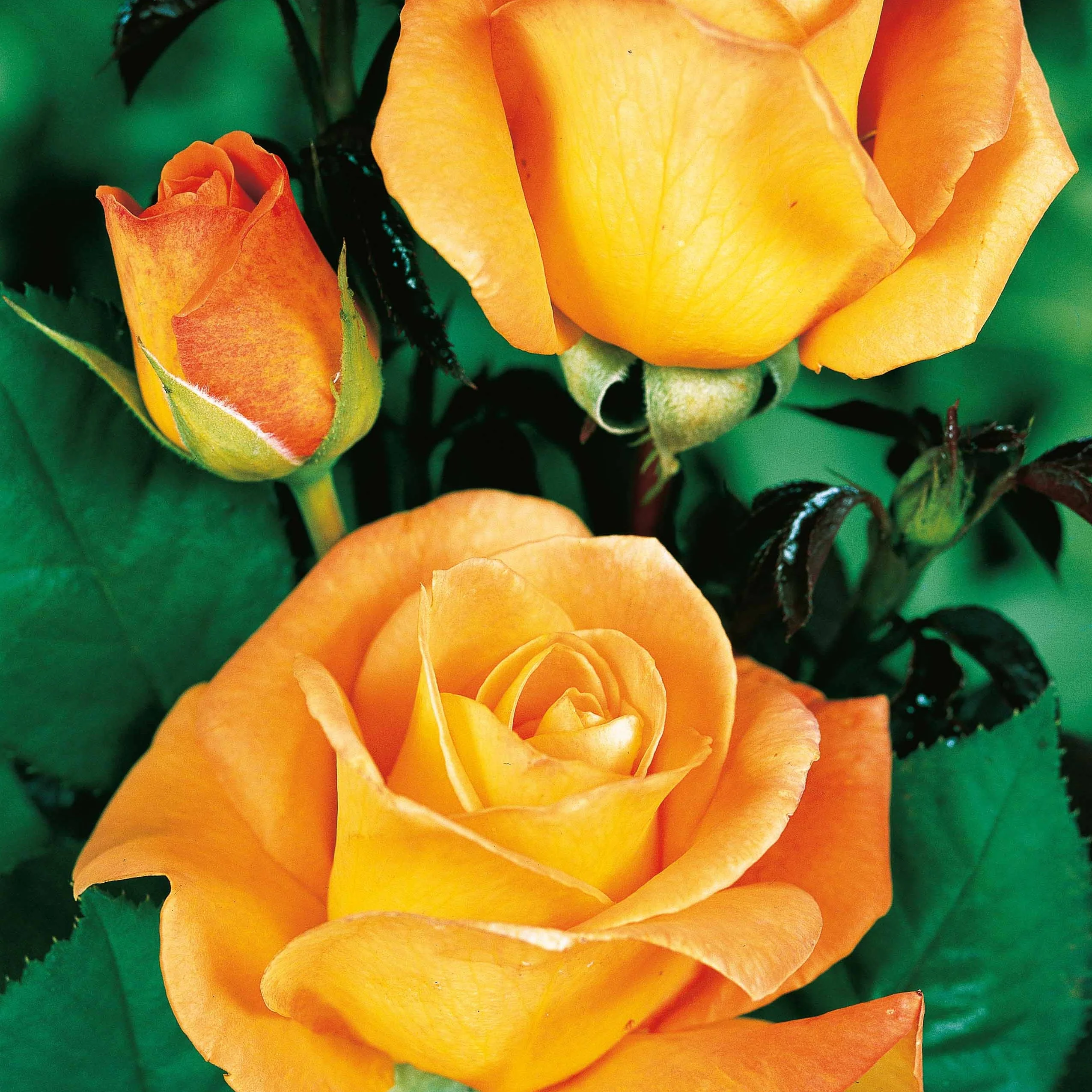 Collection de 4 Rosiers : Whisky, Malaga, Lune Bleue, Magie Parfum - Image 3