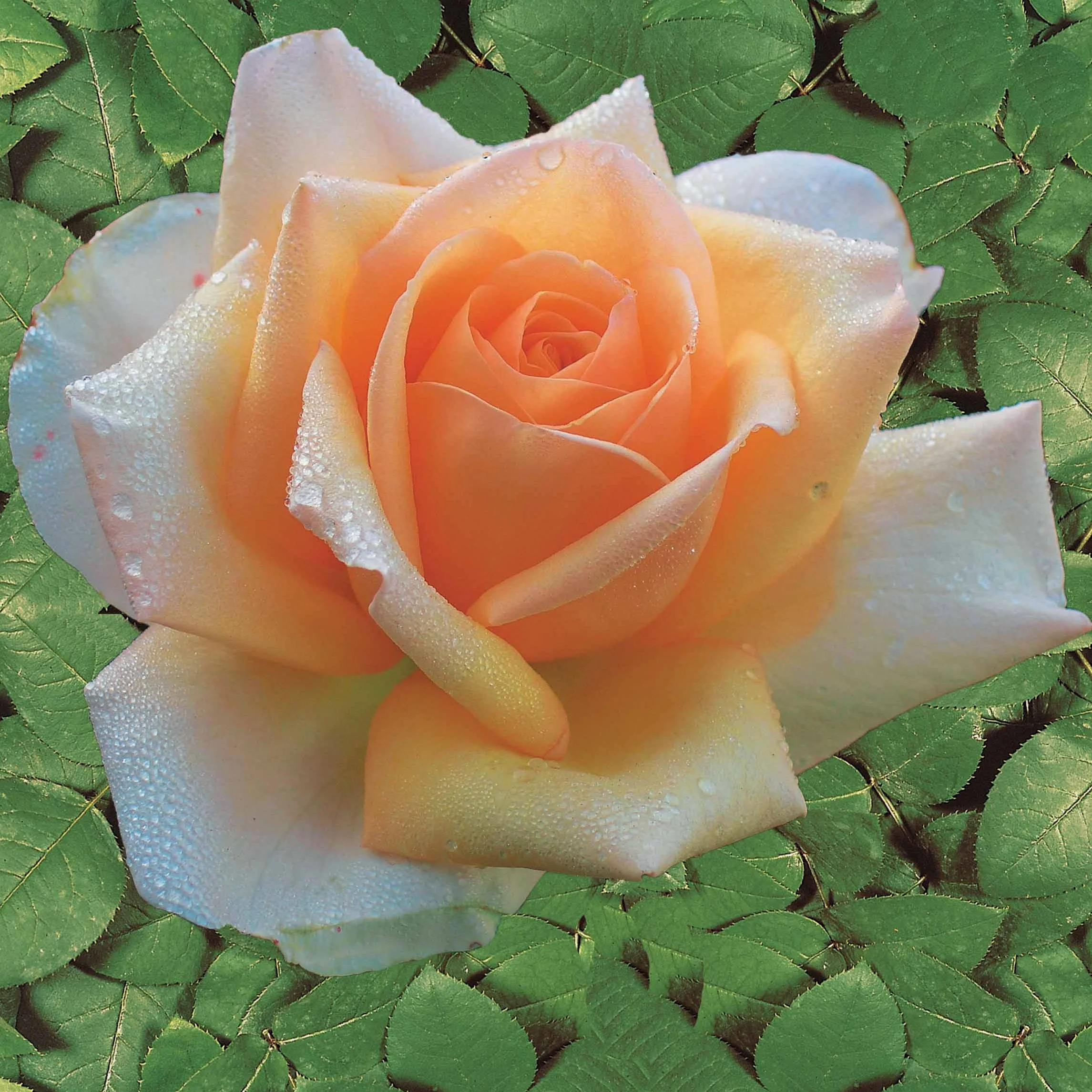 Collection de 4 Rosiers : Whisky, Malaga, Lune Bleue, Magie Parfum - Image 4