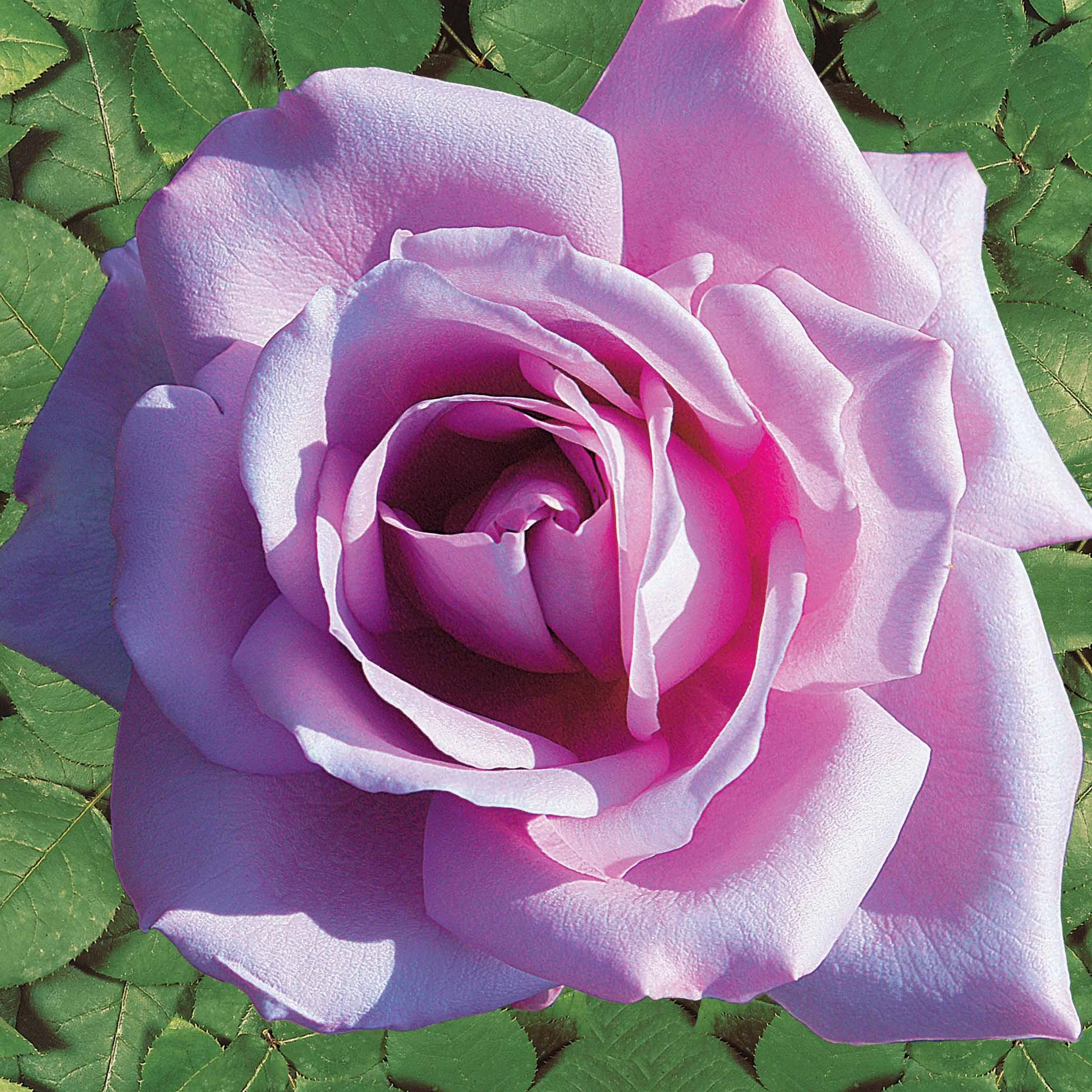 Collection de 4 Rosiers : Whisky, Malaga, Lune Bleue, Magie Parfum - Image 5