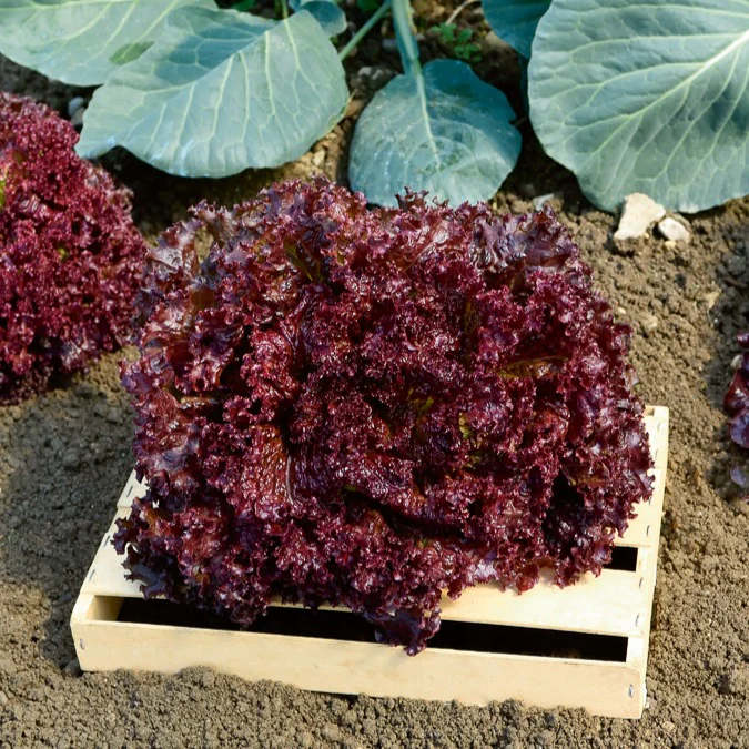 Collection de salades - Image 2