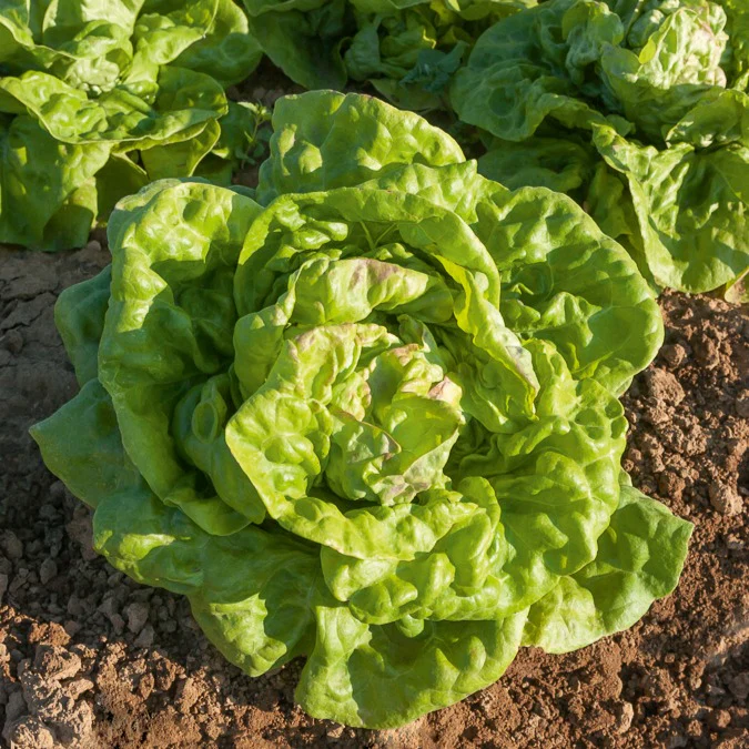 Collection de salades - Image 4