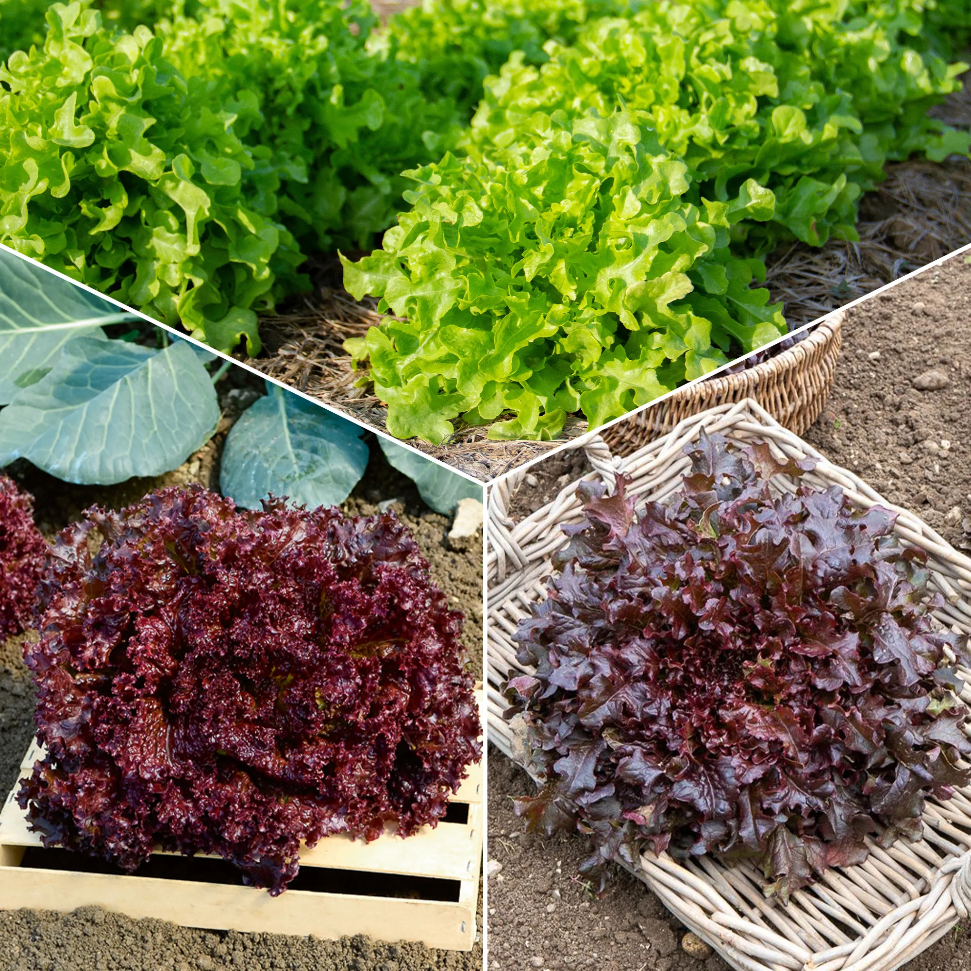 Collection de salades à couper