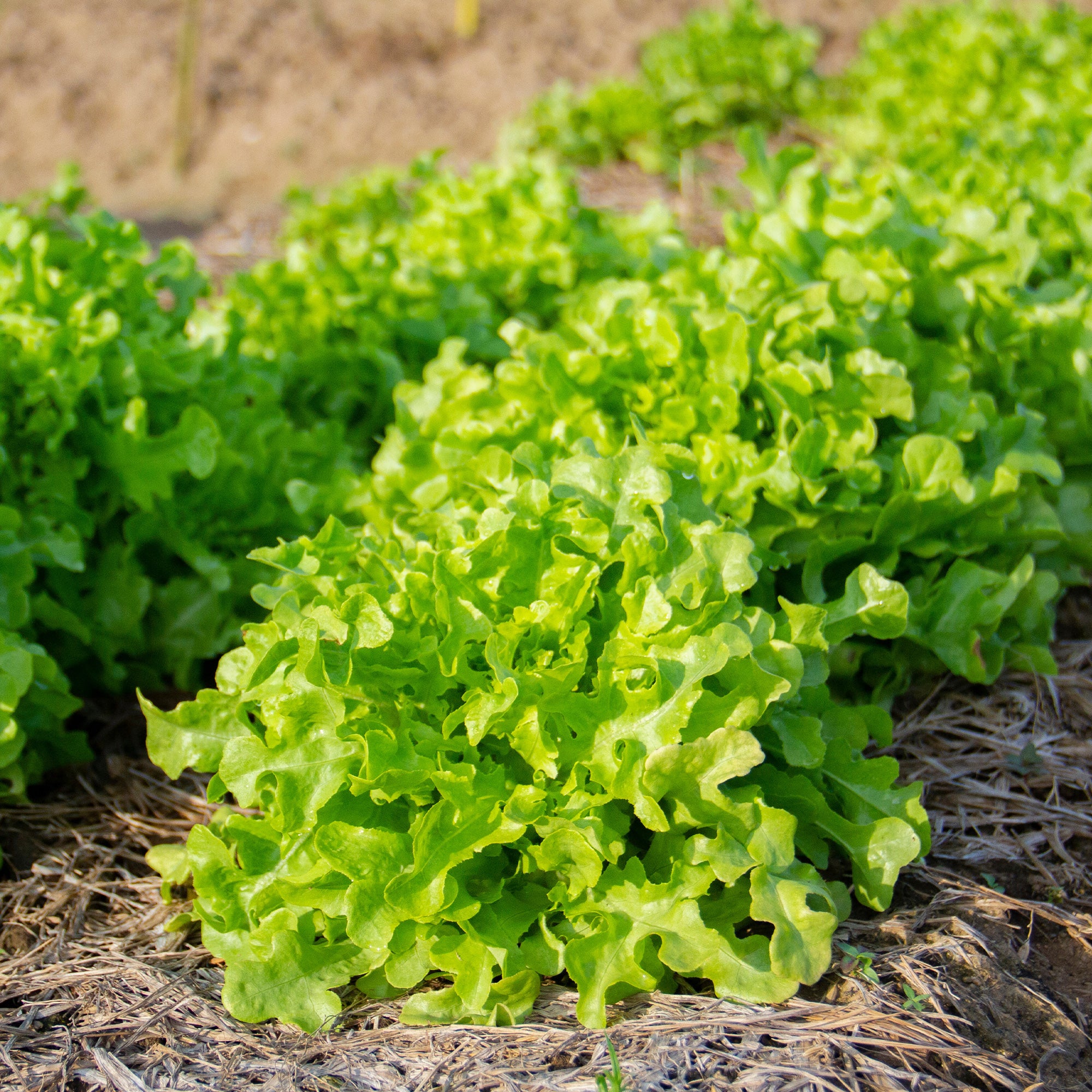 Collection de salades à couper - Image 2