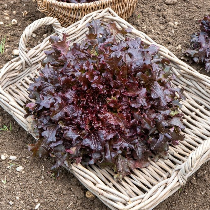 Collection de salades à couper - Image 4