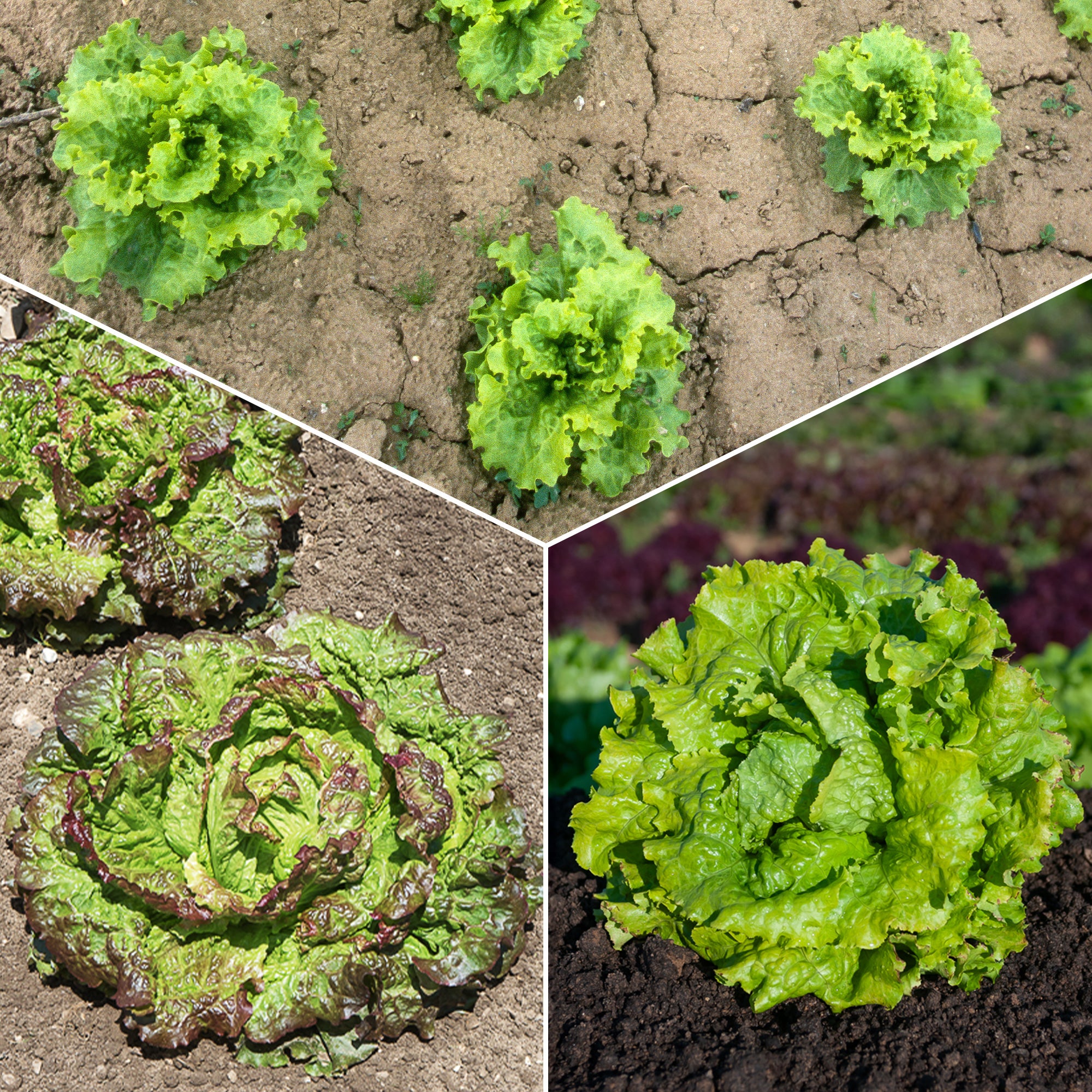 Collection de 3 salades Batavia