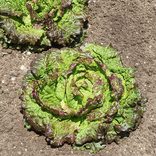 Collection de 3 salades Batavia - Image 3